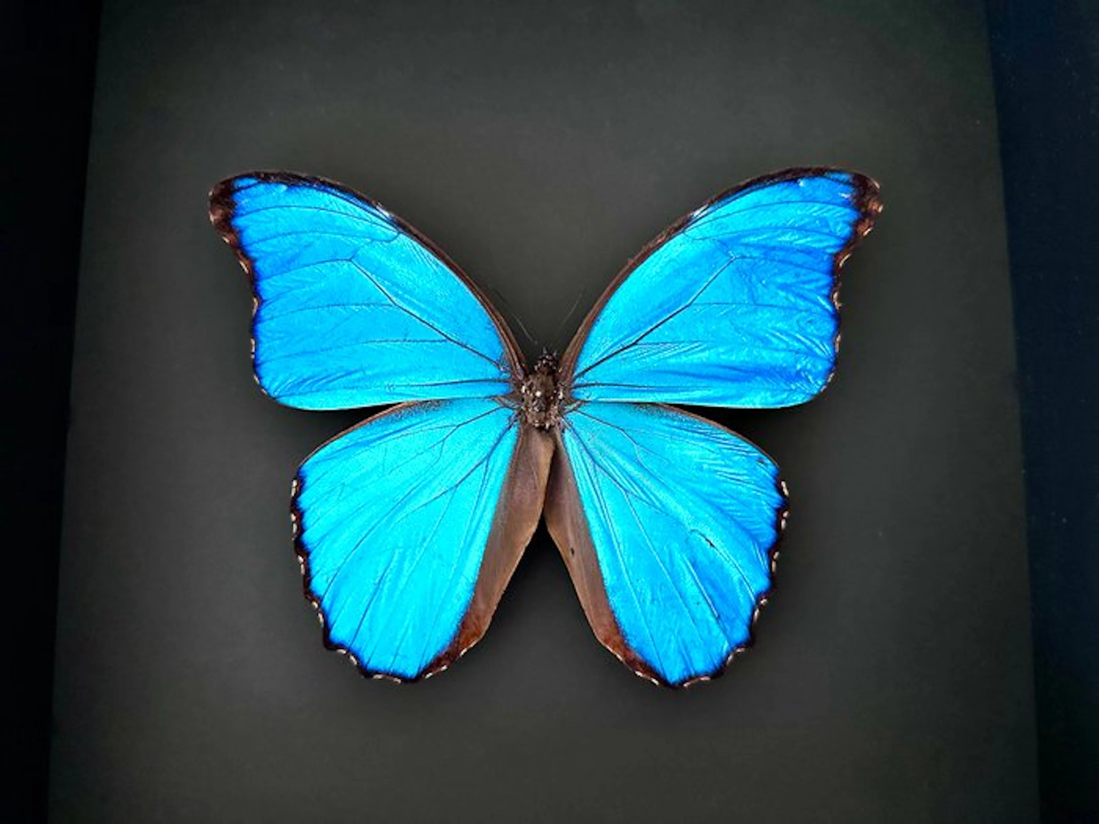 Butterfly Taxidermy full body mount - Morpho Didius du...
