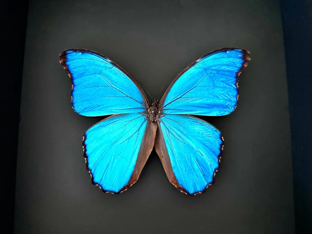 Butterfly Taxidermy full body mount - Morpho Didius du...