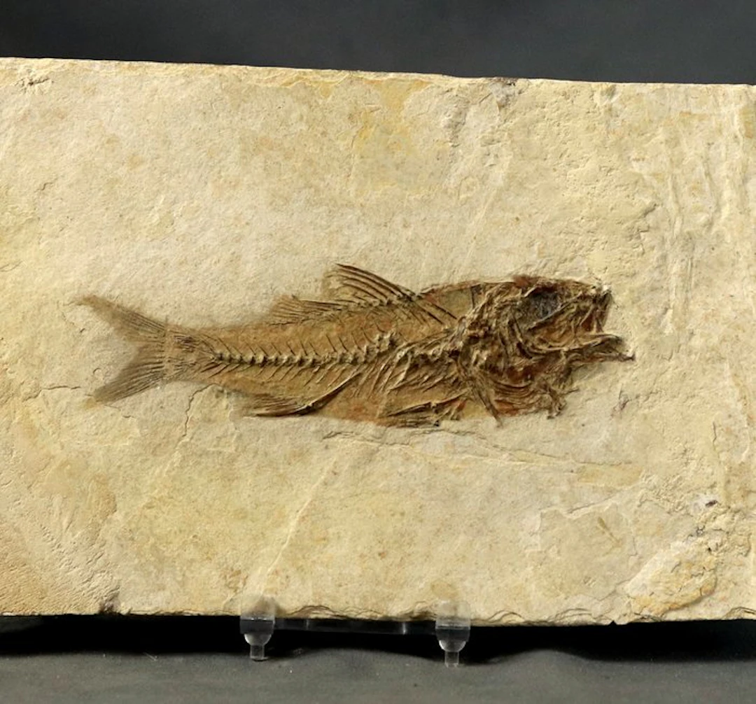 A big one !! Fine and very detailed fossil fish...