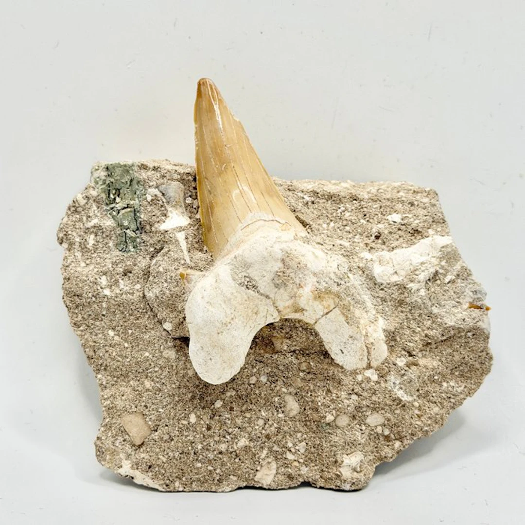 Dent de Requin Fossilisée Otodus Obliquus - Fossil skull...