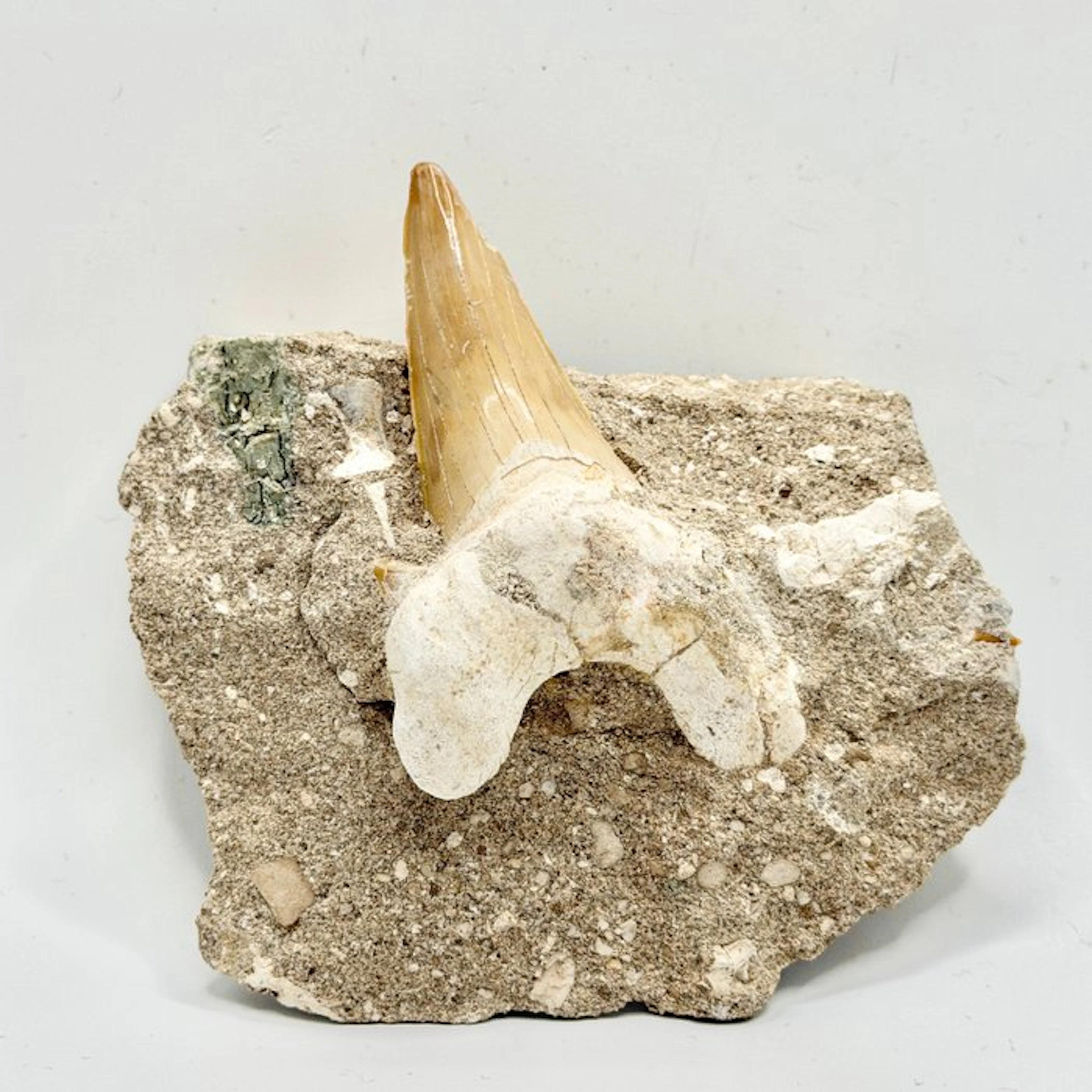Dent de Requin Fossilisée Otodus Obliquus - Fossil skull...