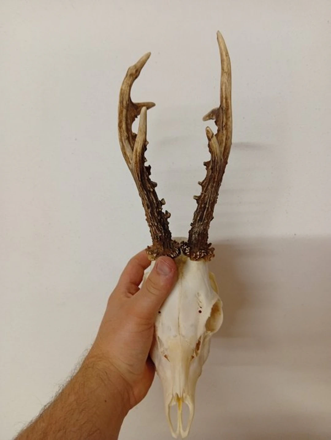 Roebuck Skull with antlers - Capriolo - 25 cm - 15 cm - 20 cm