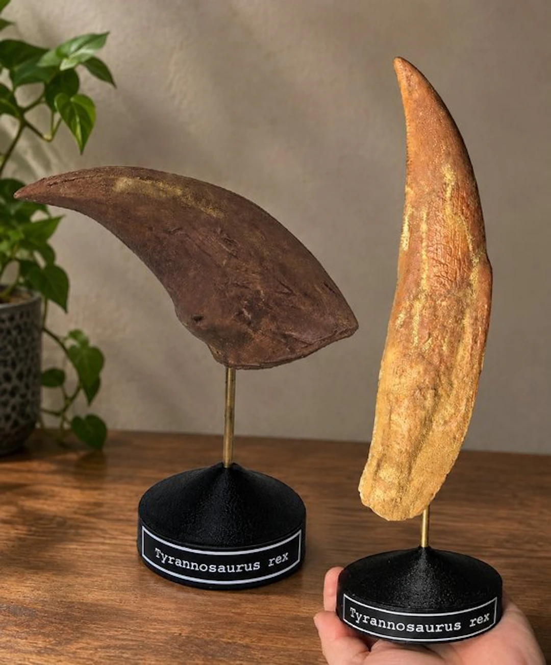 Museum-Grade REPLICA - Fossil tooth - Tyrannosaurus rex...