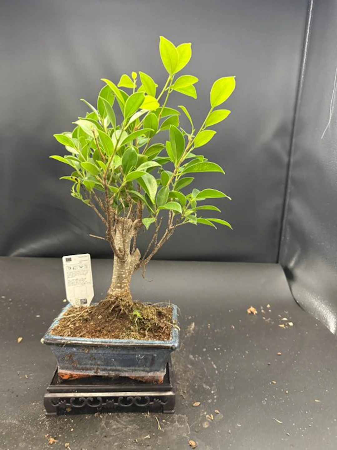 Ficus - Height (Tree): 22 cm - Depth (Tree): 12 cm - Netherlands