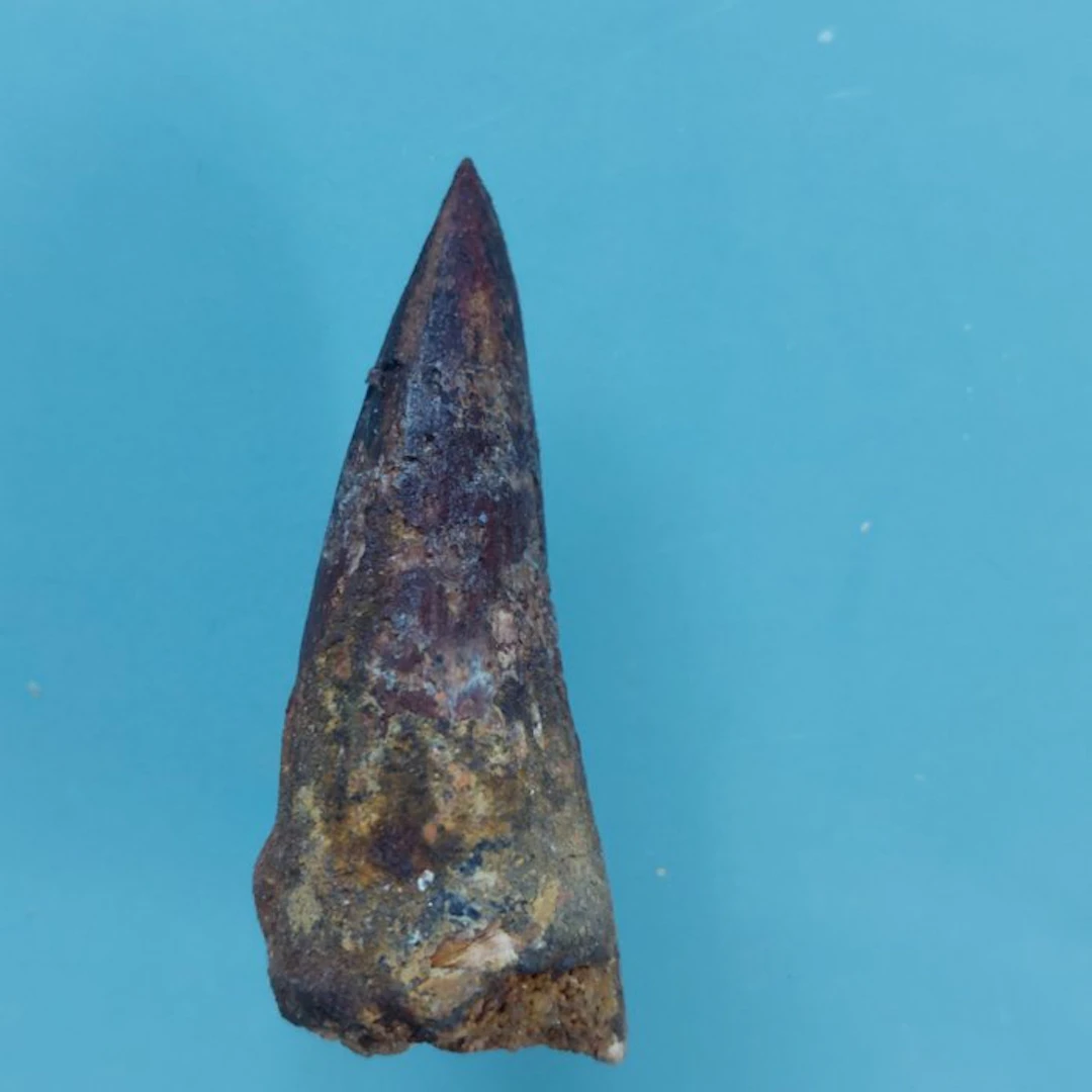 Spinosaur - Fossil tooth - 42 mm - 15 mm