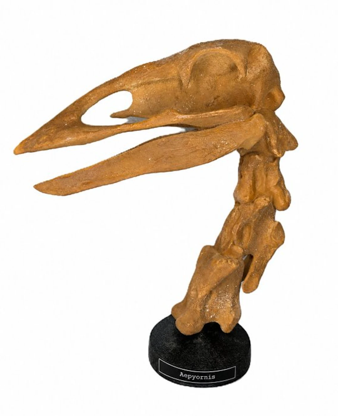 Fossil skull - Aepyornis - Museum-Grade Replica - 32 cm - 27 cm