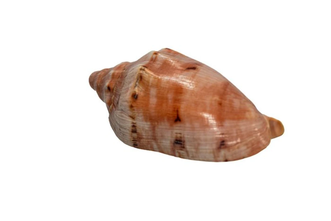 Red volute snail: Cymbiola rutila (130 mm) – Spectacular...