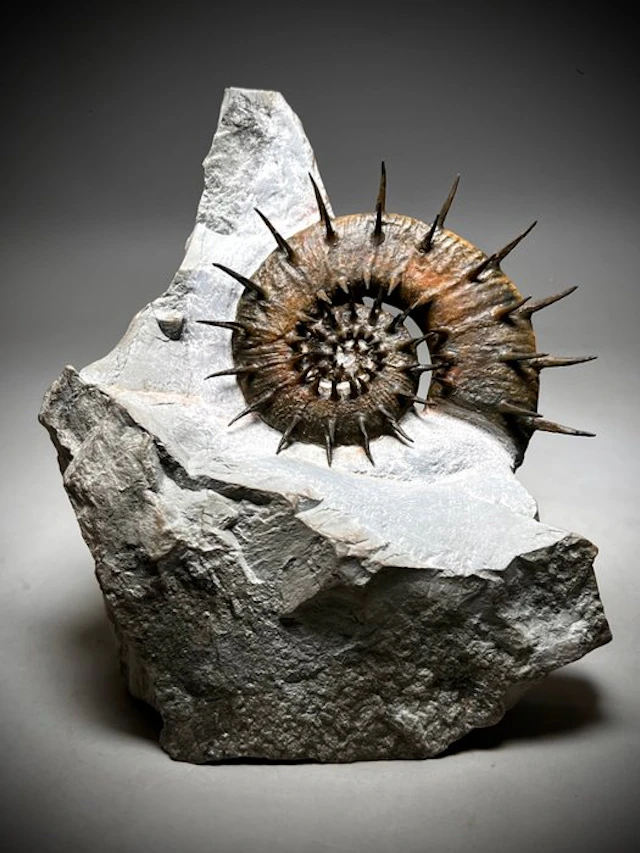 Amazing Heteromorph Ammonite- Crioceratites Majoricensis...