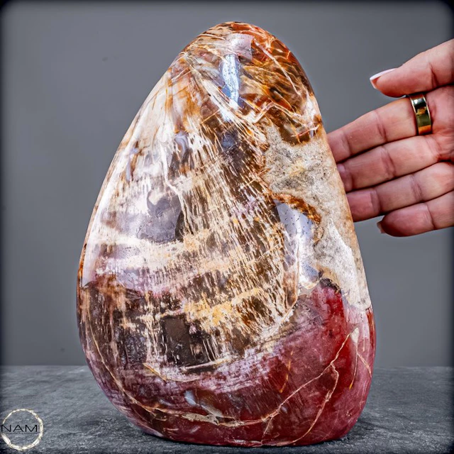 Very rare petrified wood freeform with agate-quartz druzy...