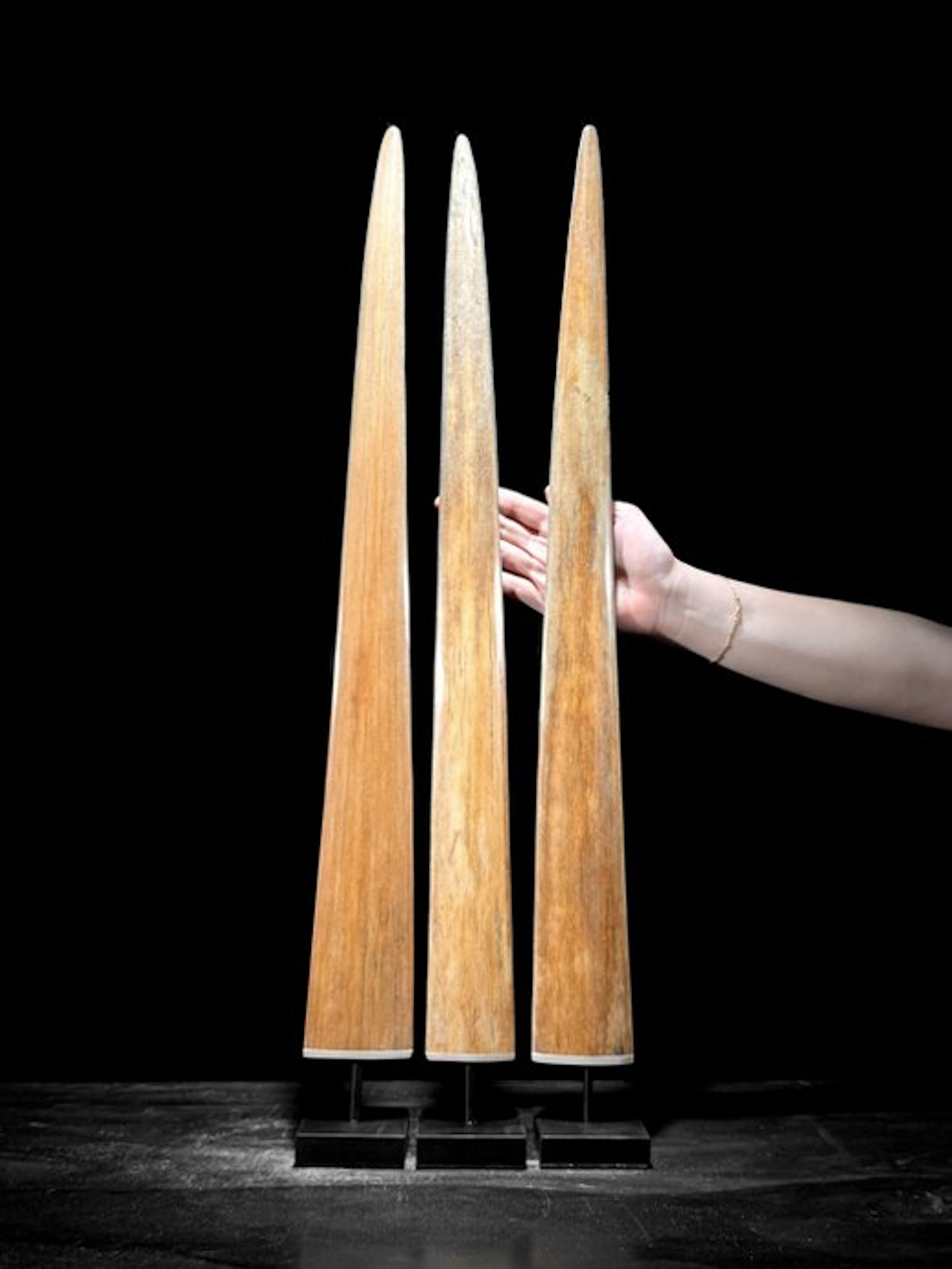 NO RESERVE PRICE - Stunning set 3 of Swordfish Tusks...