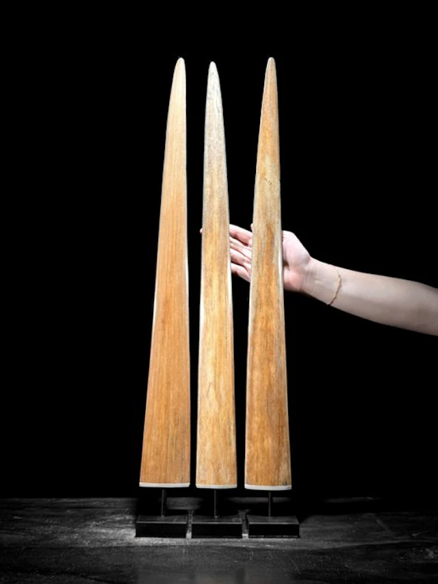 NO RESERVE PRICE - Stunning set 3 of Swordfish Tusks...