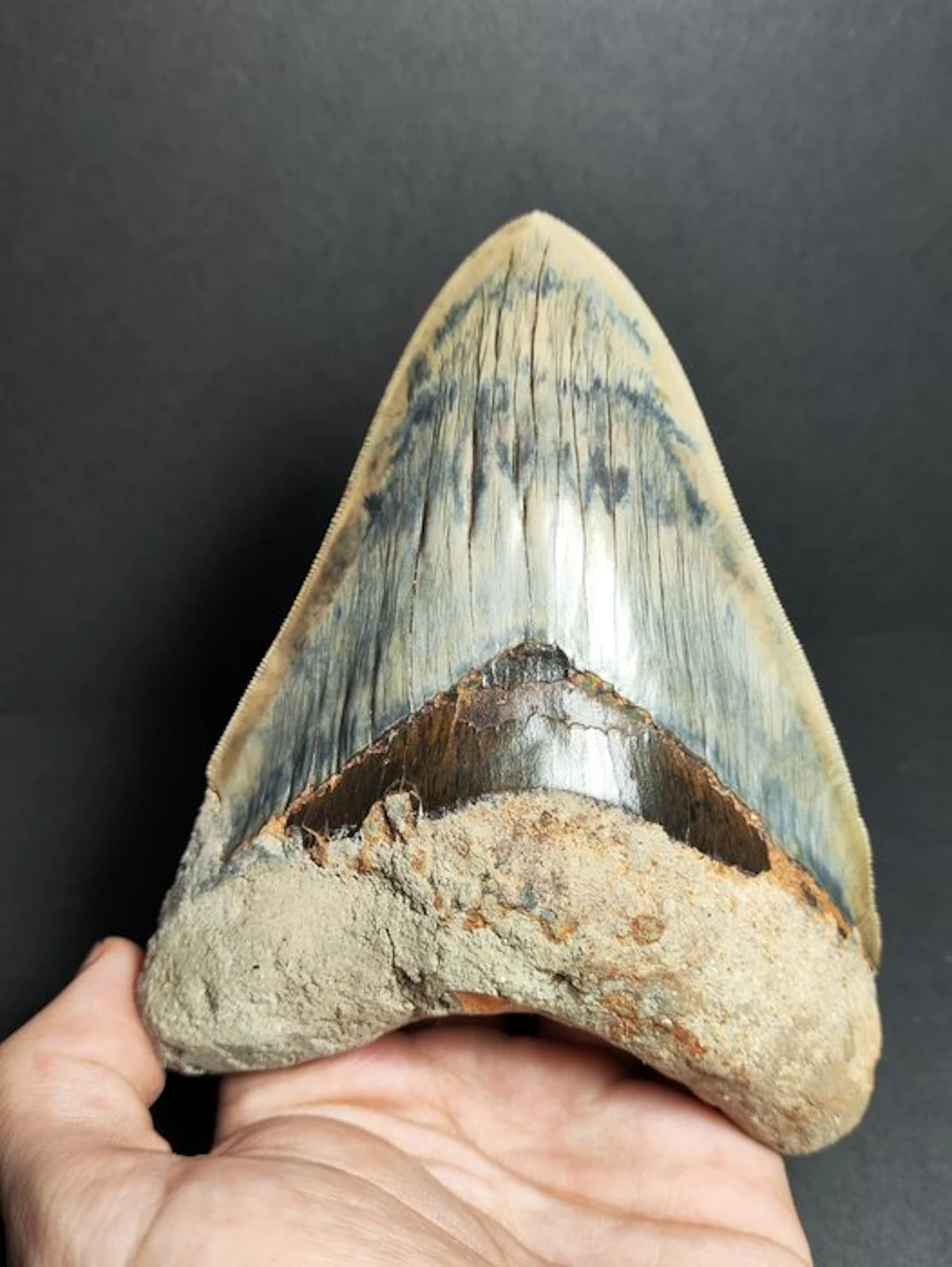 Megalodon - Fossil tooth - Otodus megalodon - 13.93 cm - 5.48 in