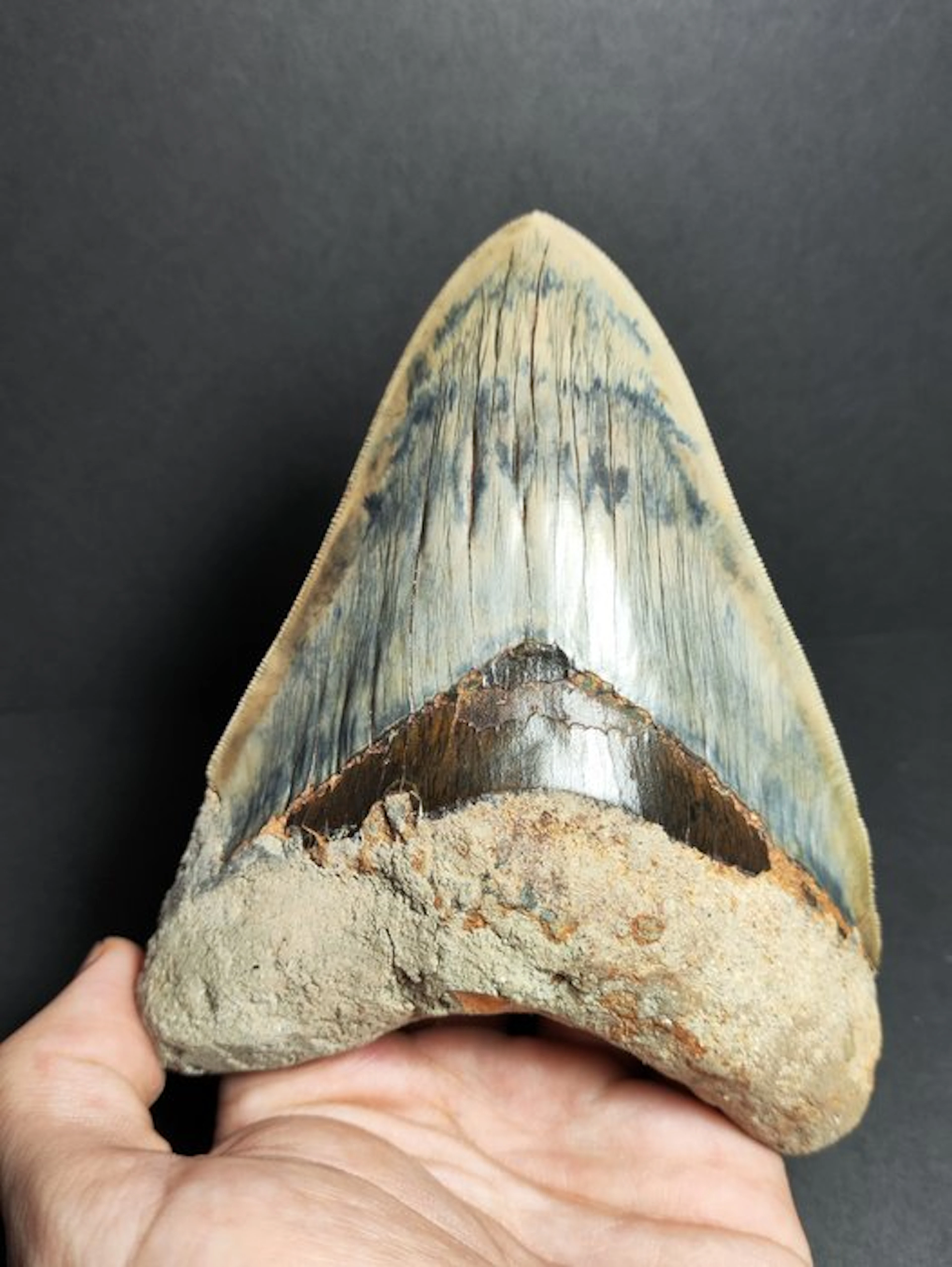 Megalodon - Fossil tooth - Otodus megalodon - 13.93 cm - 5.48 in