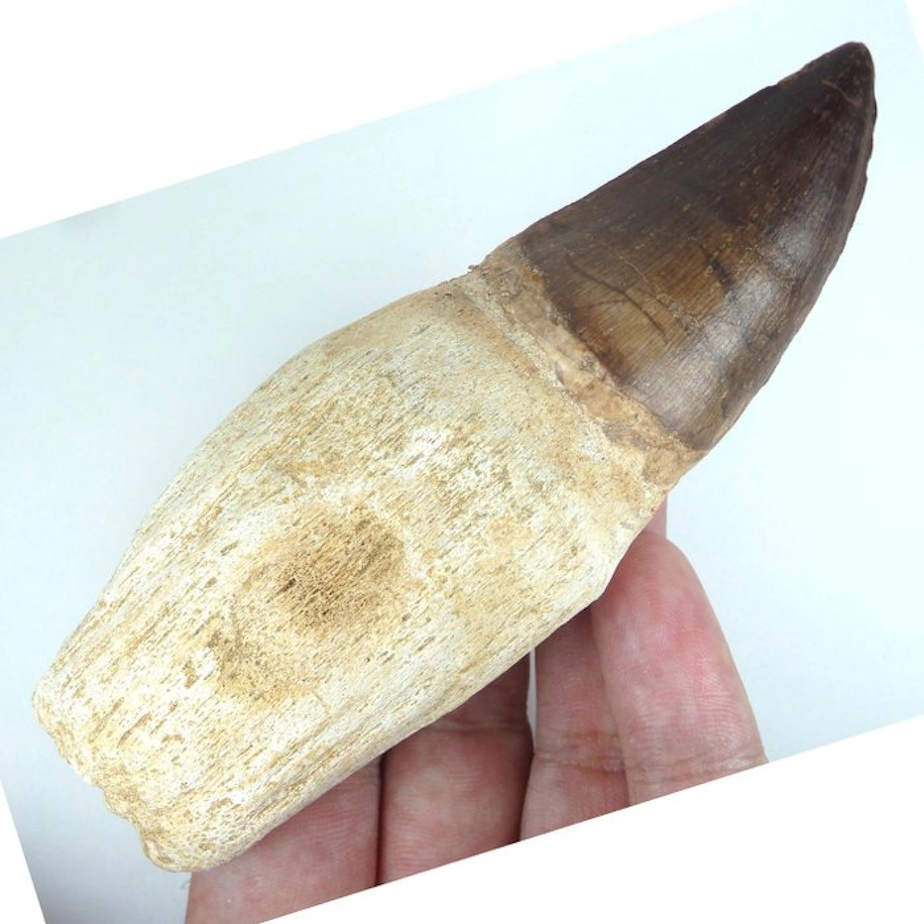 Mosasaur tooth - Big - Fossil tooth - Prognatodon...