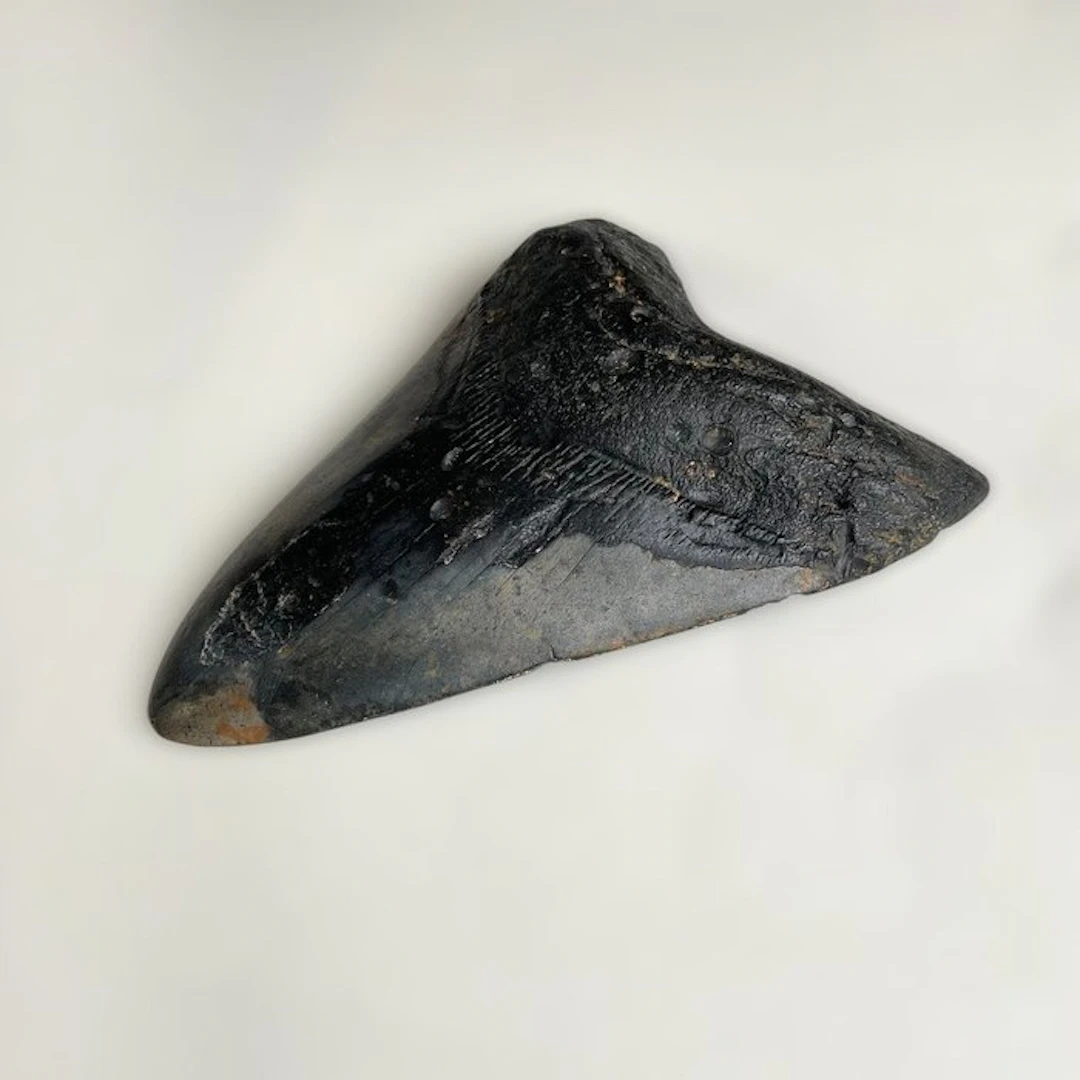 Megalodon - Fossil tooth - 134 mm - 93 mm