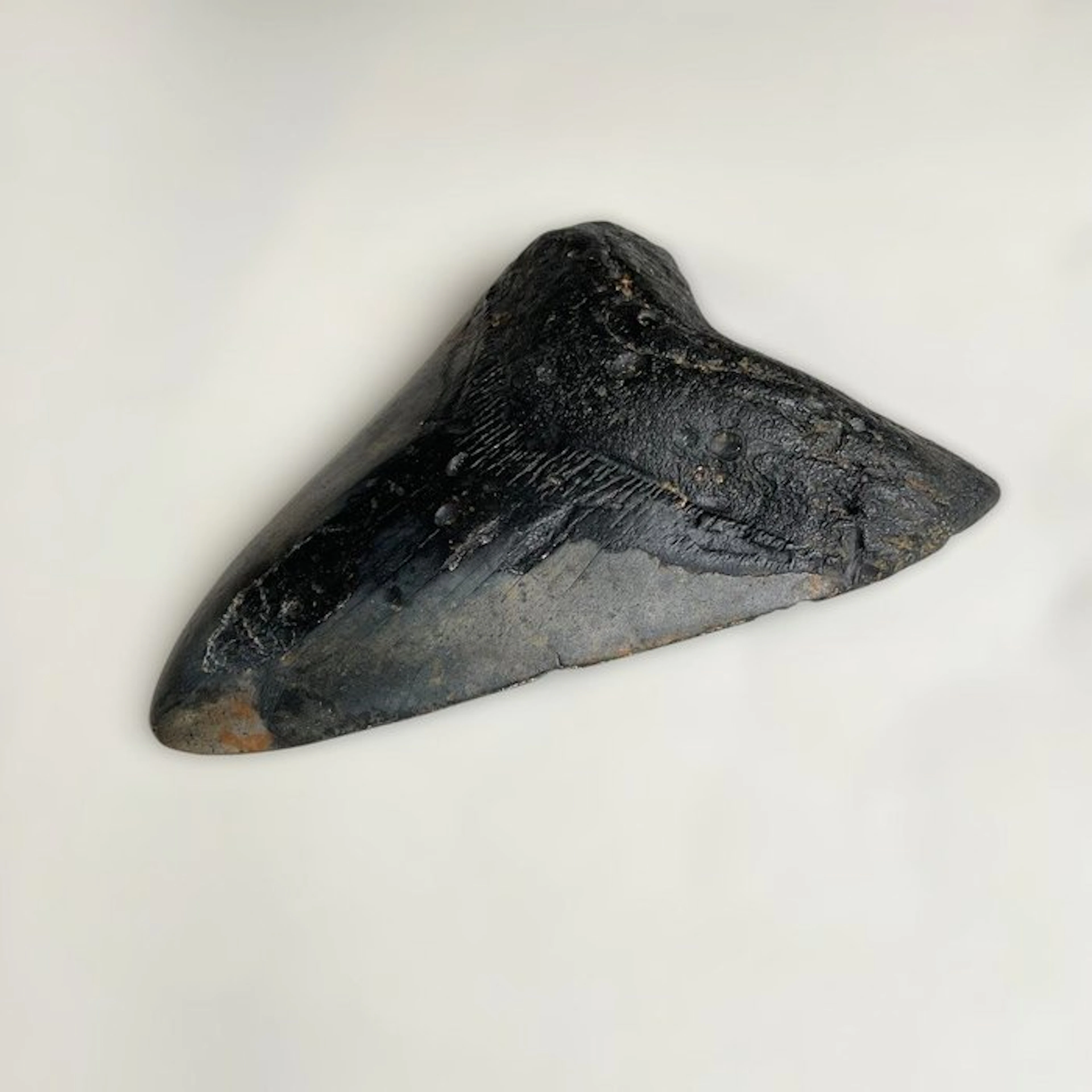 Megalodon - Fossil tooth - 134 mm - 93 mm