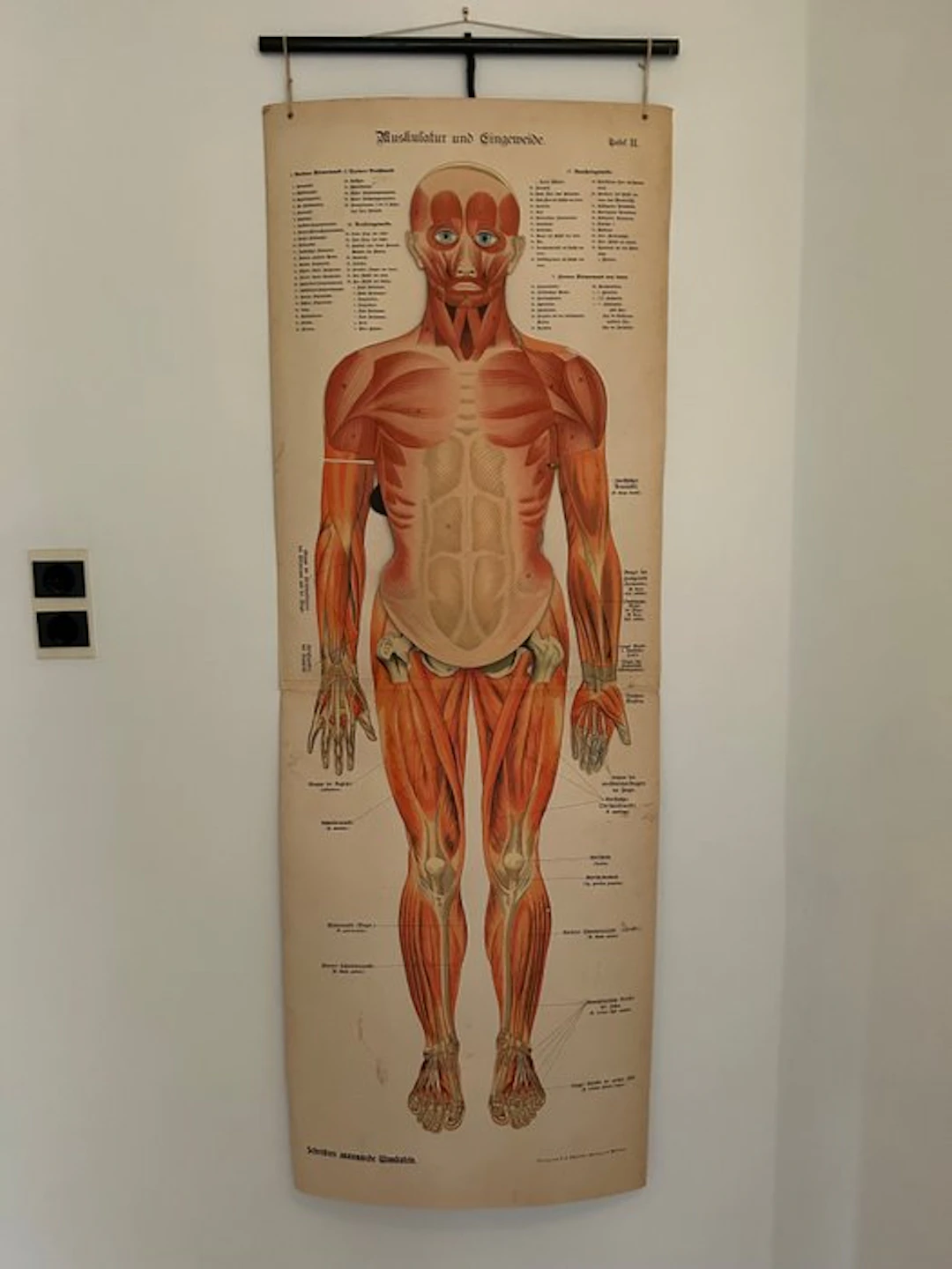 J.F. Schreiber Verlag - Schreiber's Anatomical Wall...