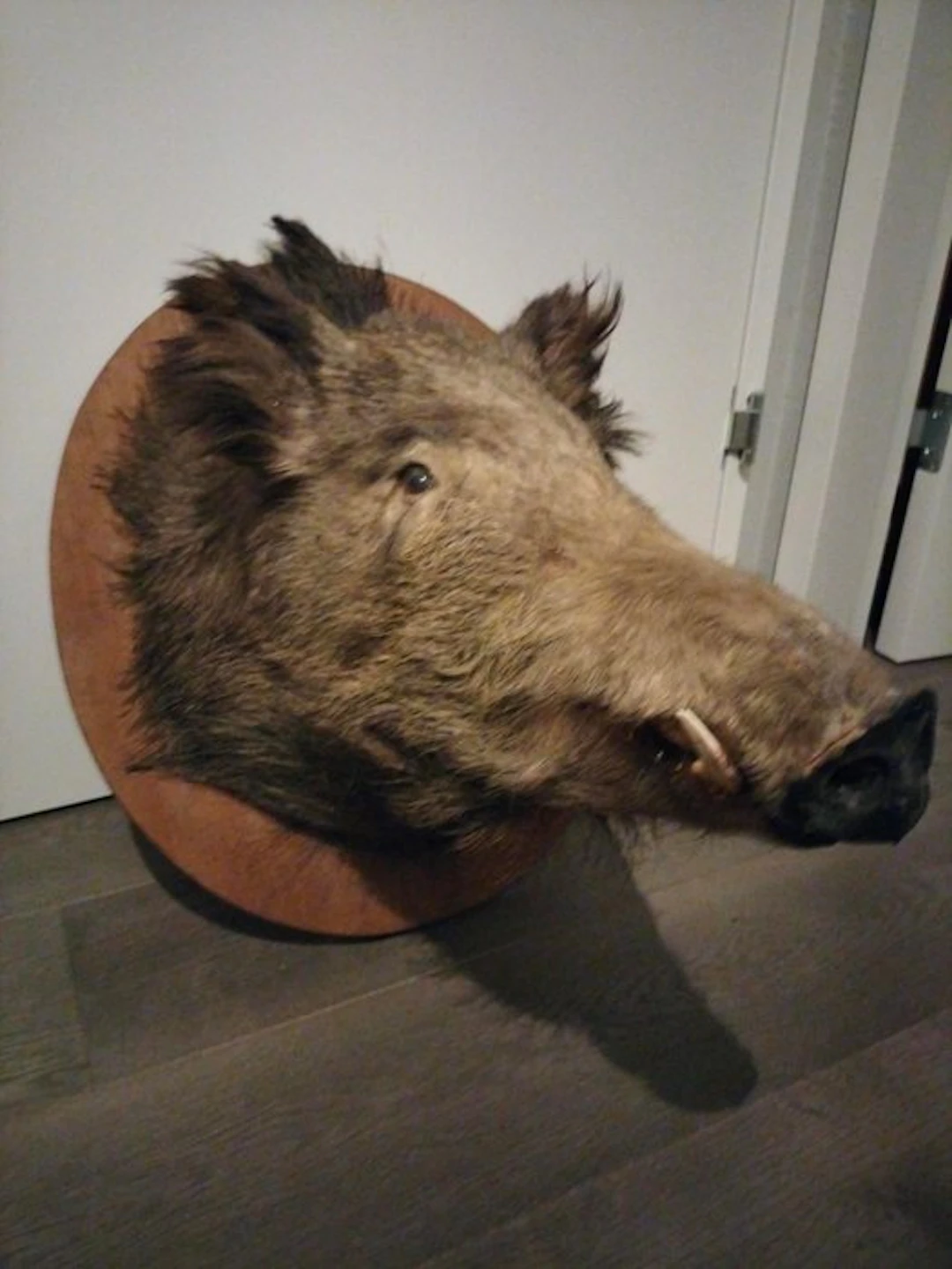 Wild Pig Taxidermy full body mount - SUS-SCROFA - 50 cm...