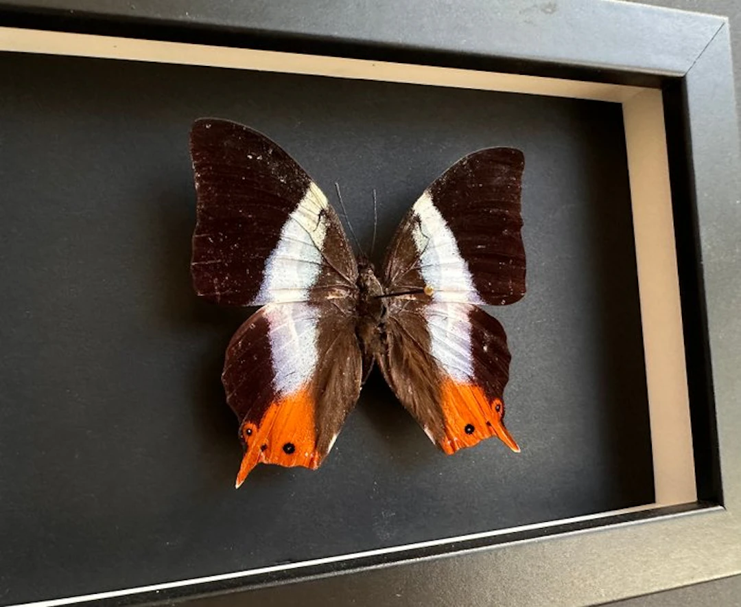 Butterfly Taxidermy full body mount - Palla violinitens