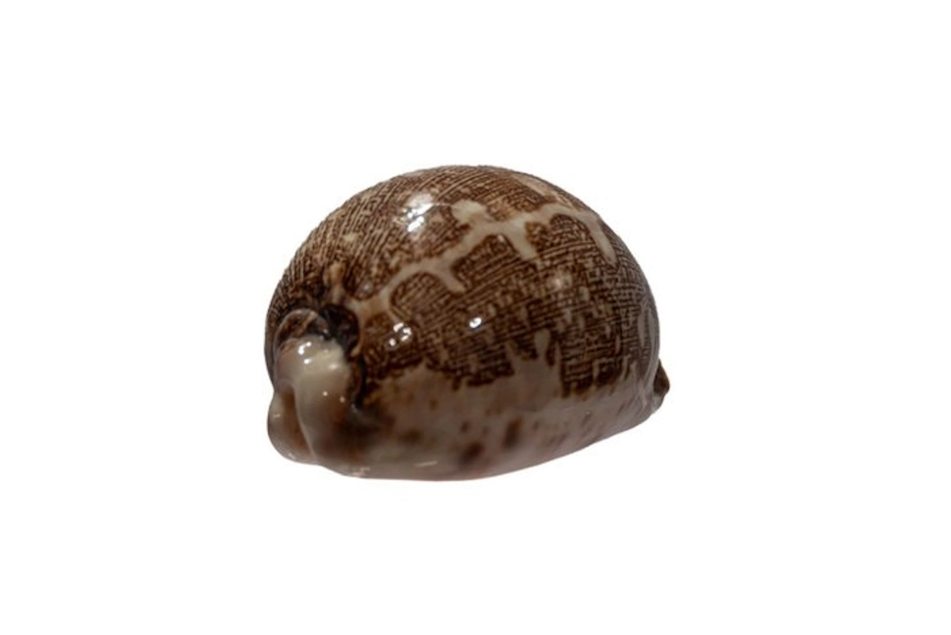 Rare map cowry (Cypraea mappa) | Collectible | Size 75 mm | Location: Bogo