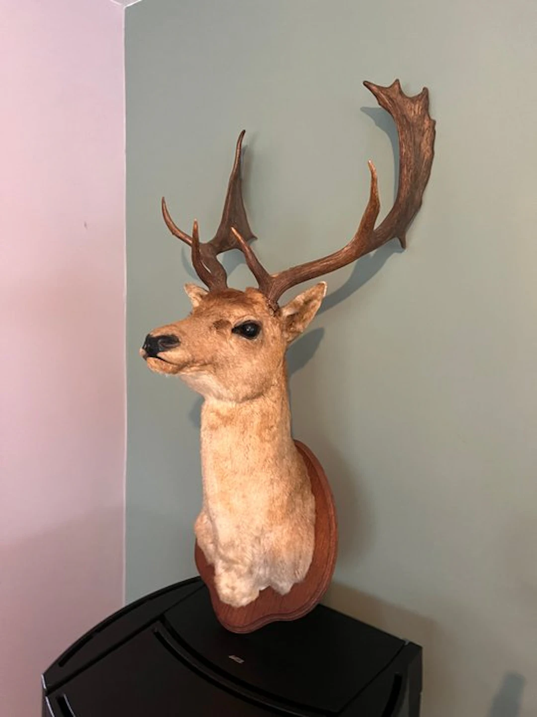Deer Taxidermy head mount - Dama dama - 110 cm - 35 cm...