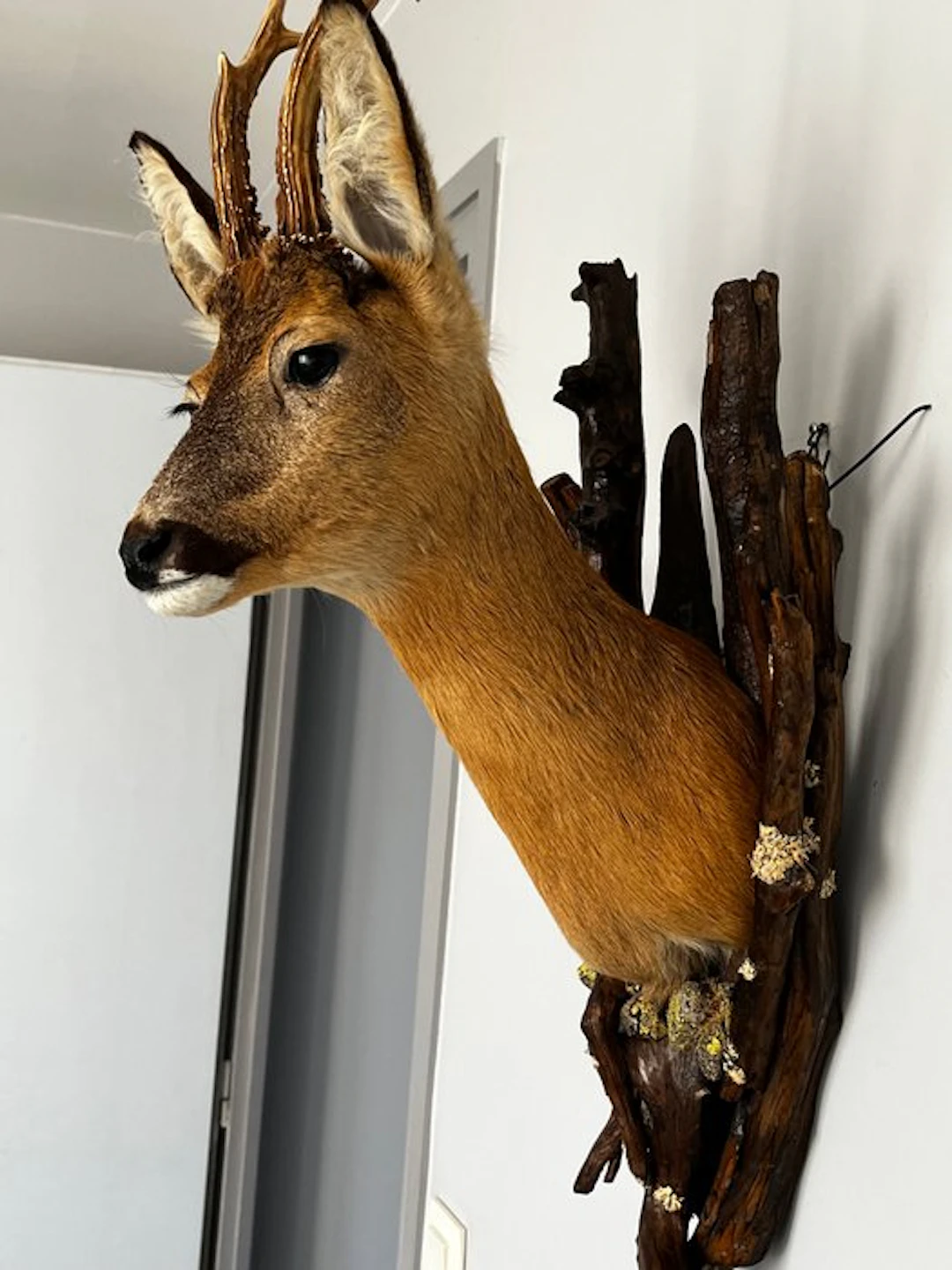 Roedeer Taxidermy full body mount - Capreolus capreolus...