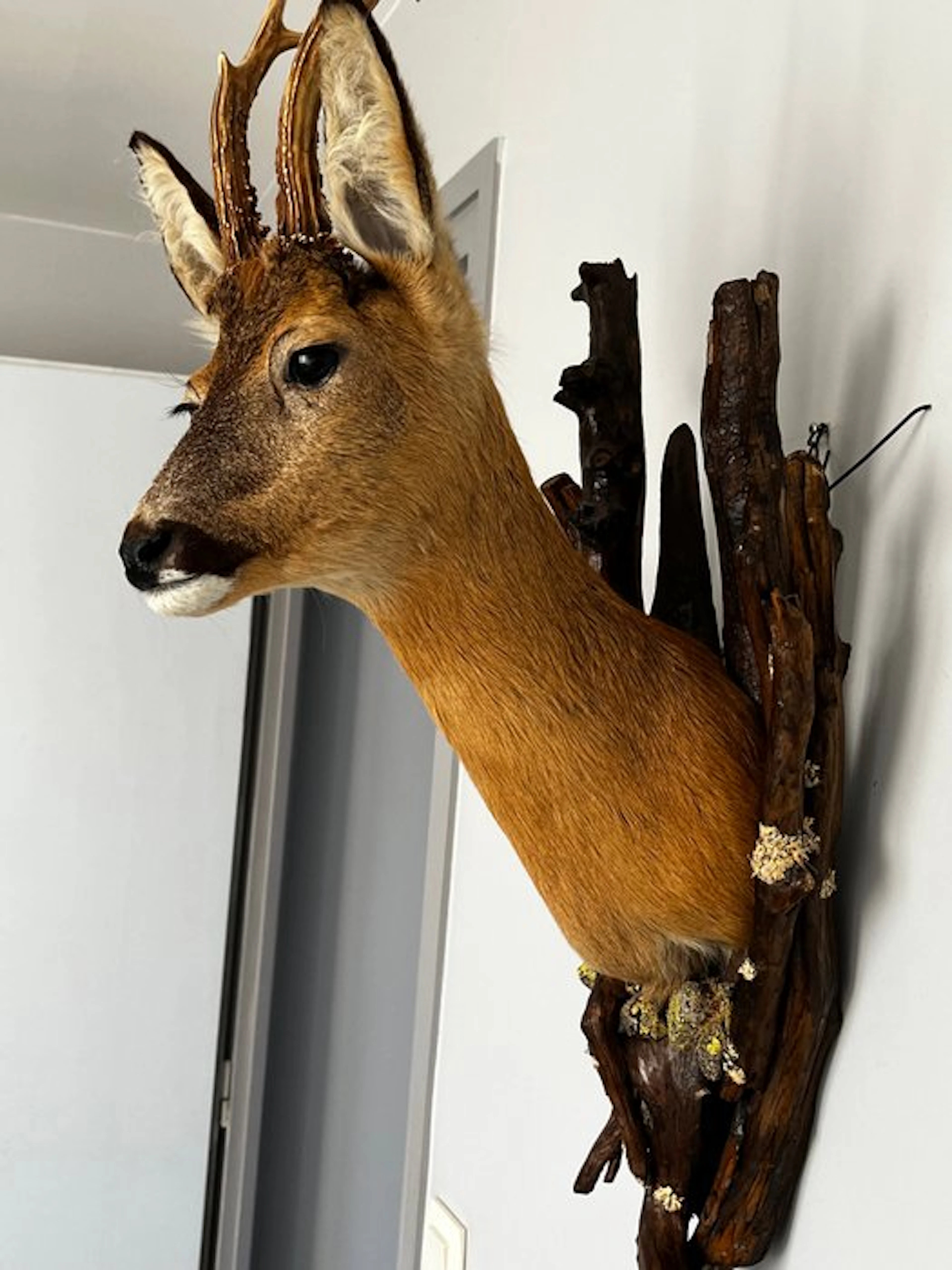 Roedeer Taxidermy full body mount - Capreolus capreolus...
