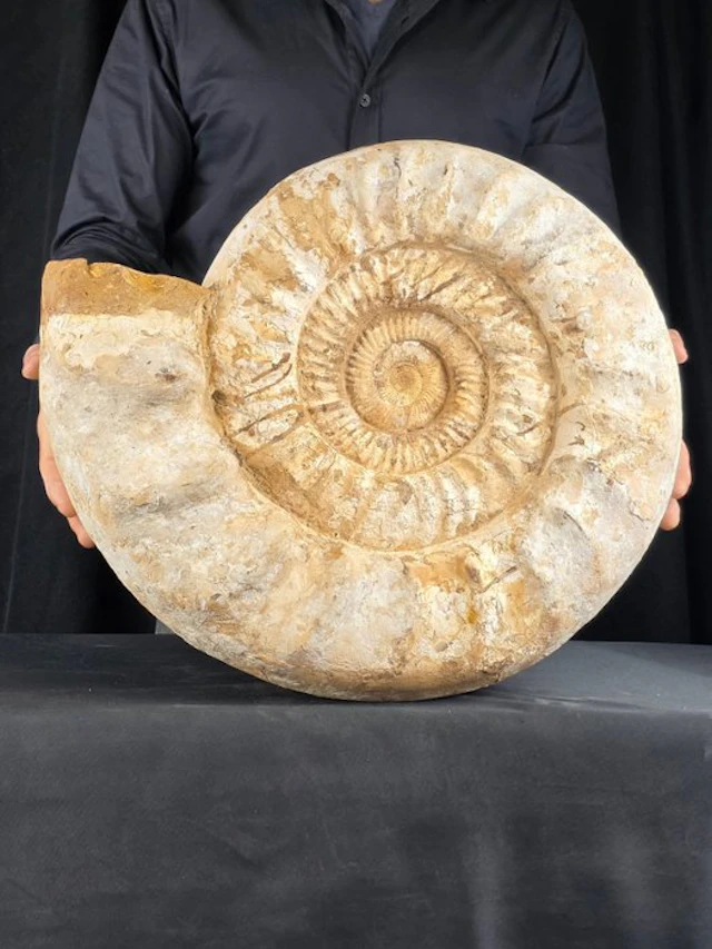 HUGE Ammonite - 31.5 kg - Fossilised shell - Perisphinctid