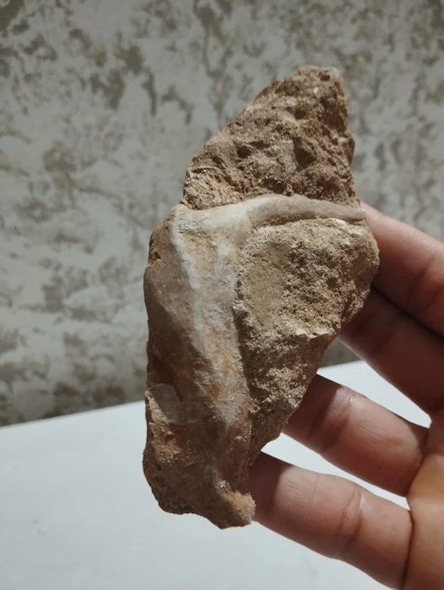 Fish - Fossil tooth - Enchodus libycus - 13 cm - 3 cm (No reserve price)
