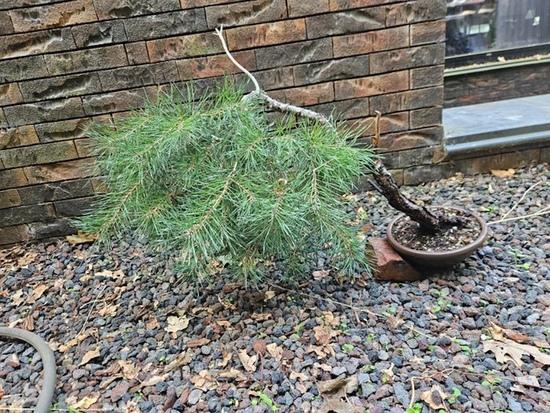 Pine bonsai (Pinus) - Height (Tree): 50 cm - Depth (Tree): 60 cm - Europe