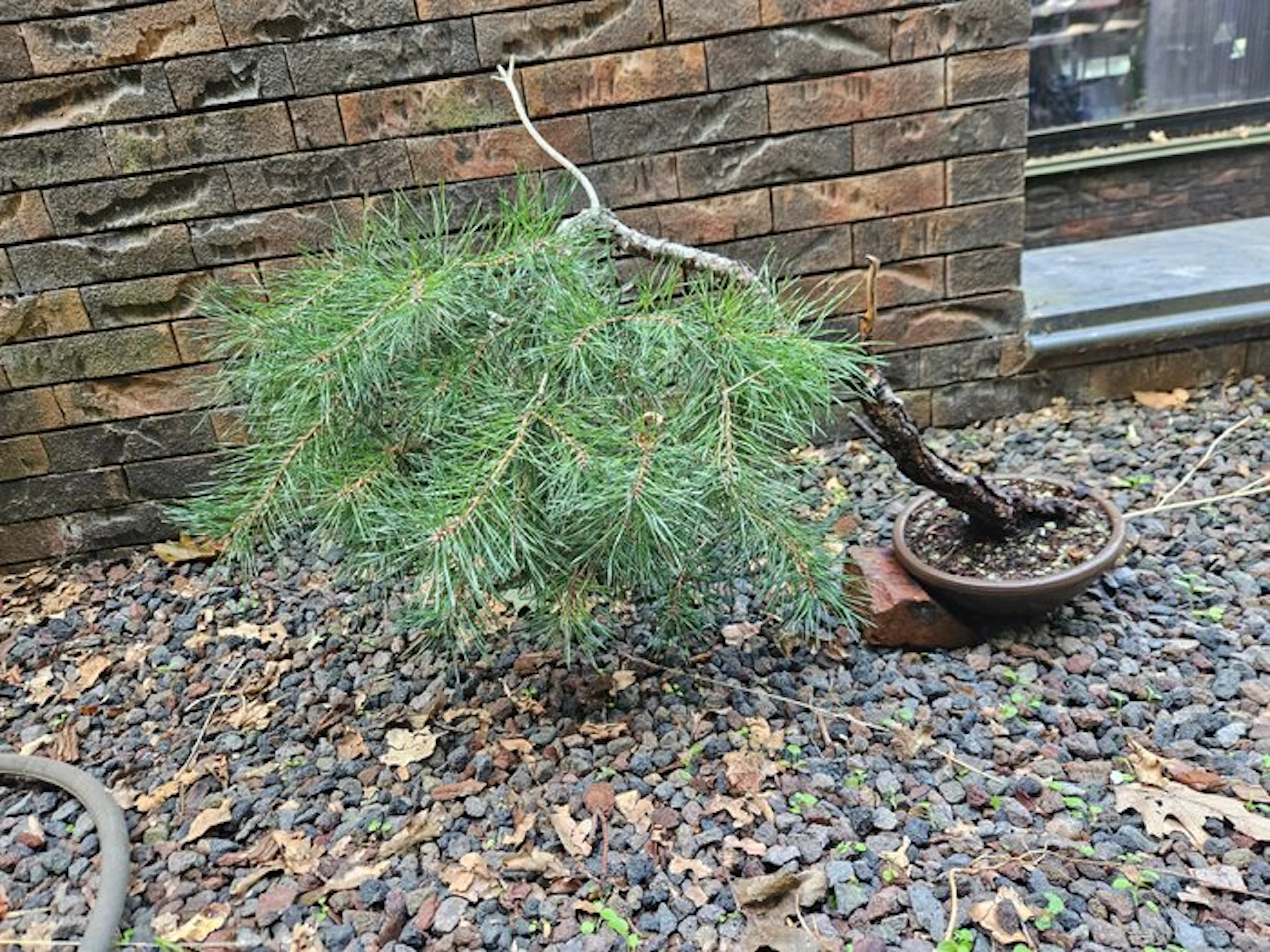 Pine bonsai (Pinus) - Height (Tree): 50 cm - Depth (Tree): 60 cm - Europe