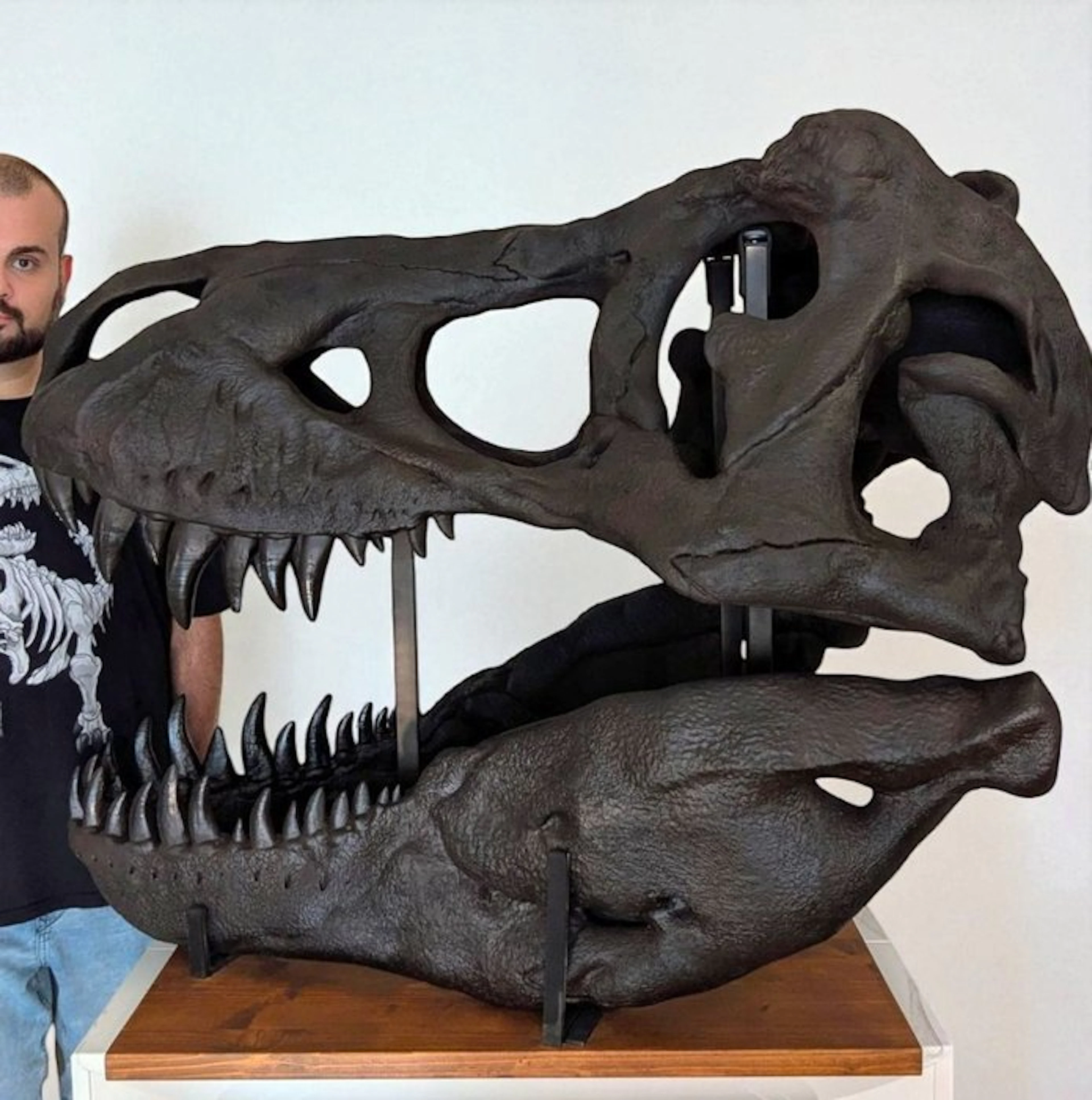 Fossil skull - Tyrannosaurus rex REPLICA