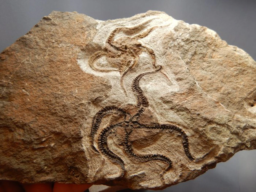 A slab of twin Dancing Ophiuroidea (satrfish) fossils...