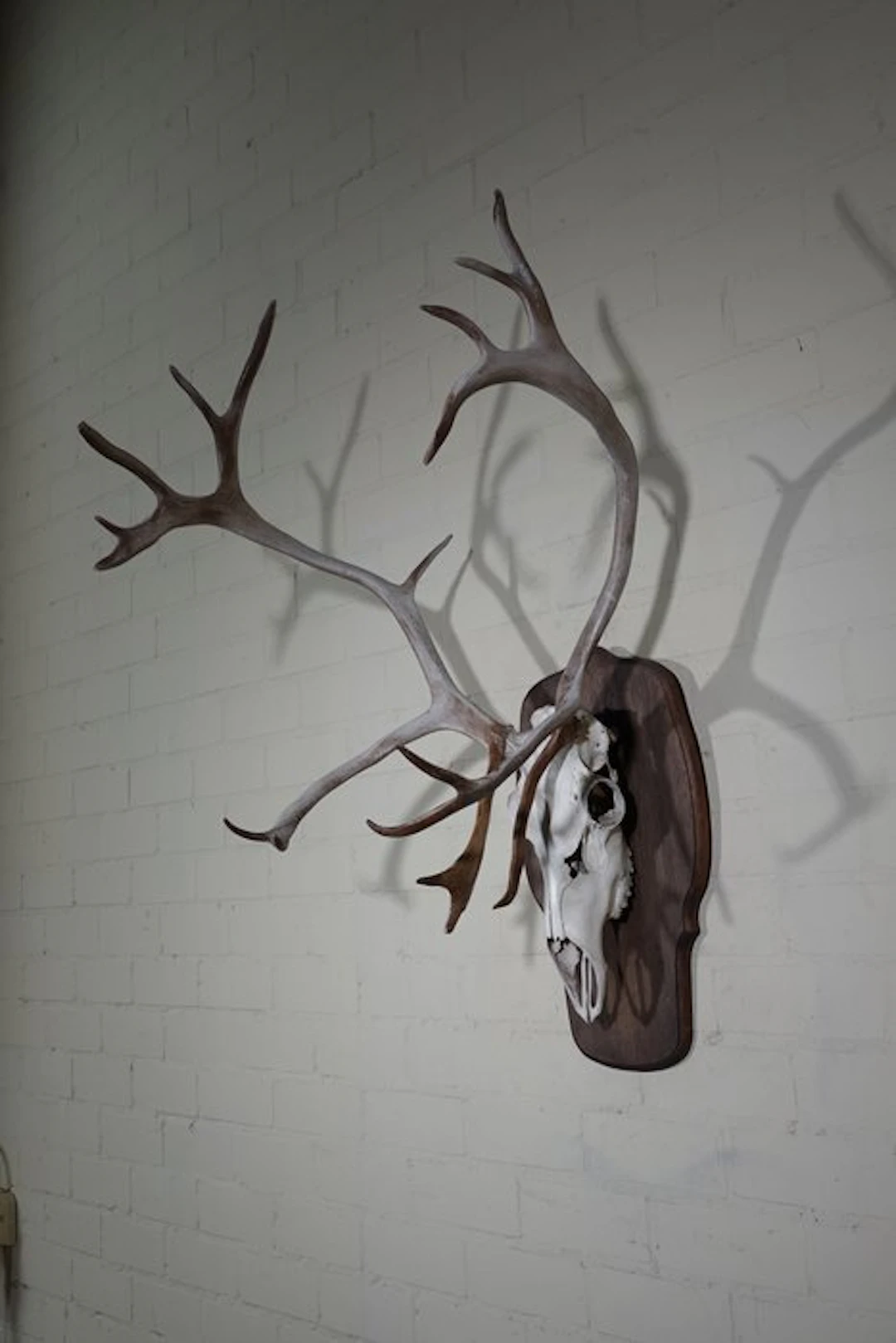 Reindeer skull with Antlers - Norway Skull with antlers...