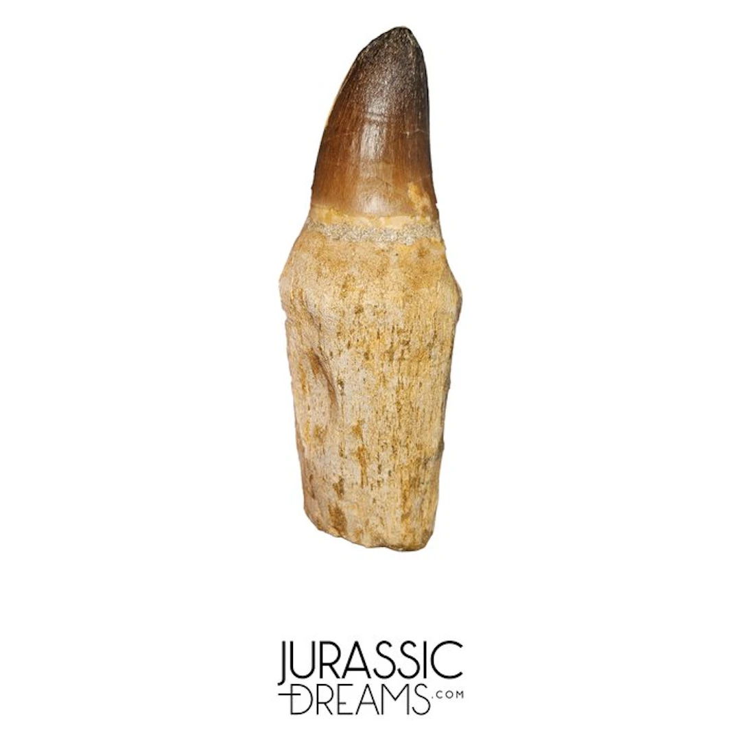 Stunning Enormous Prognathodon Curii (Mosasaur) Rooted...