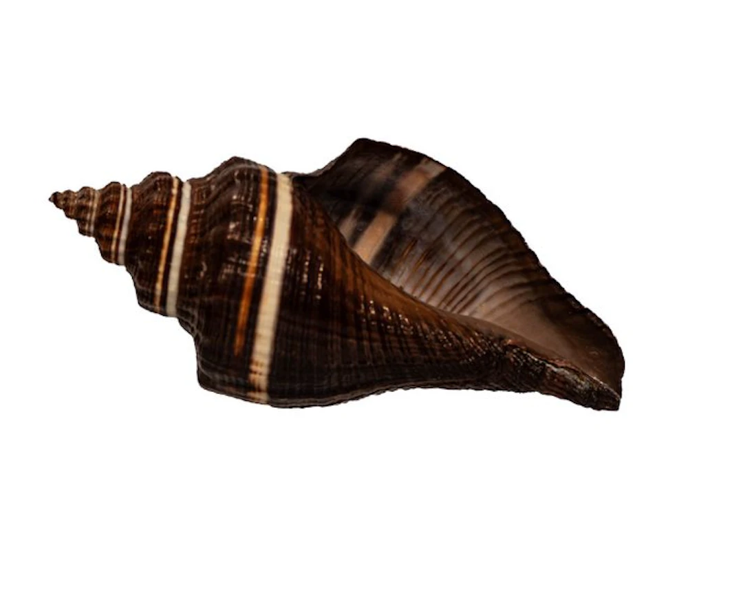 Scientific rarity in perfection: Pugilina tupiniquim (93...