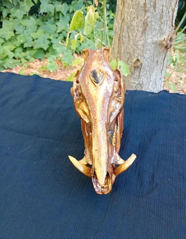 Wild Boar Mammal skull - Sus scrofa - 25 cm - 20 cm - 30 cm - (1)