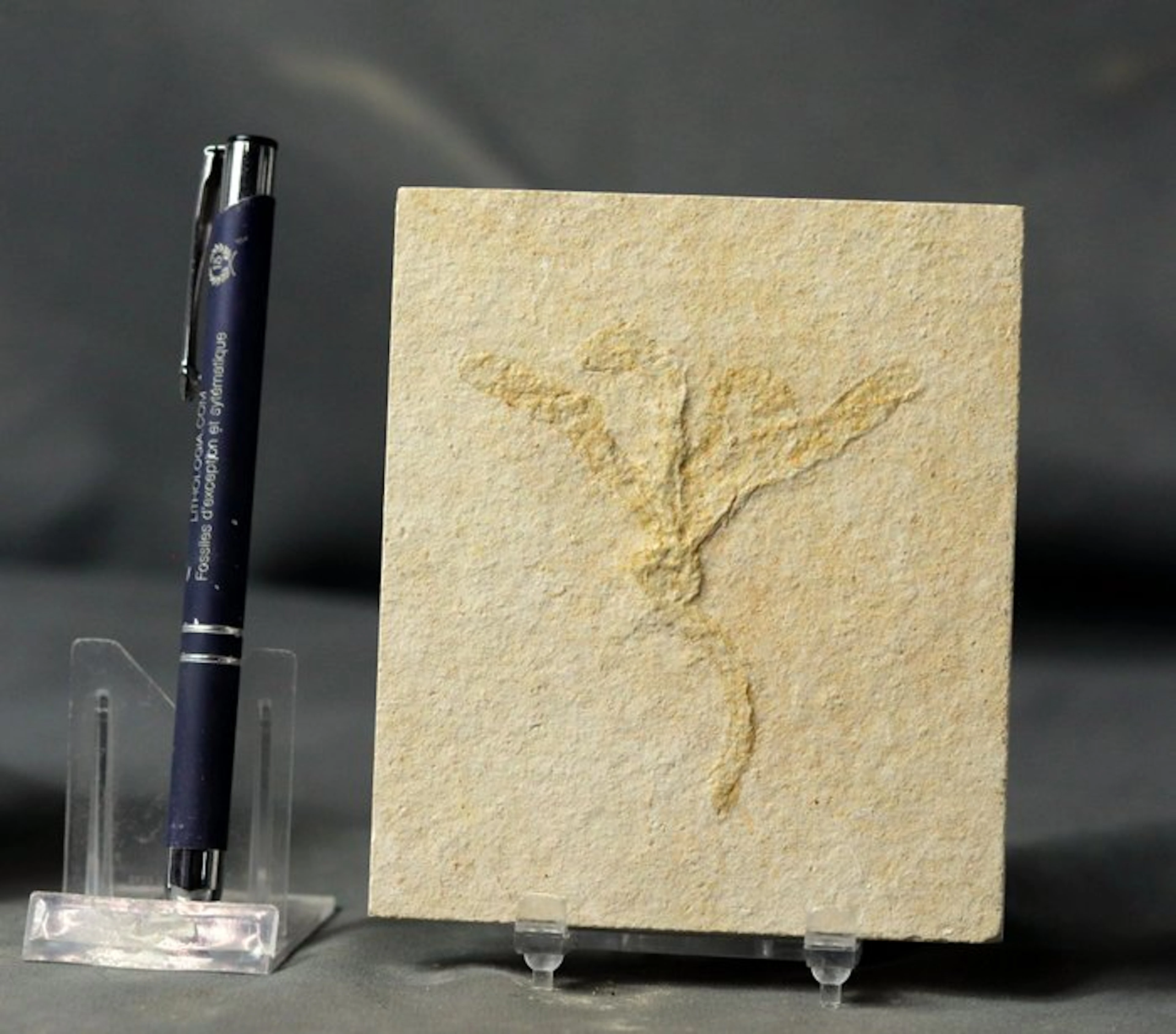 A fossil sponge - Extremely well detailed - - Fossilised...