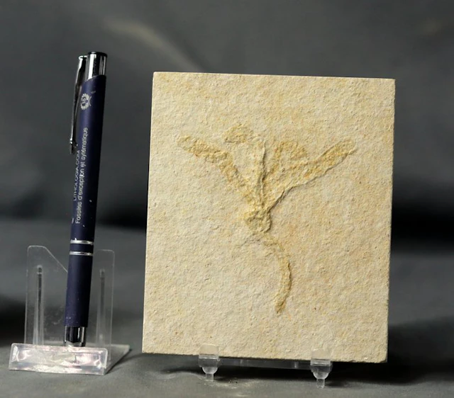 A fossil sponge - Extremely well detailed - - Fossilised...