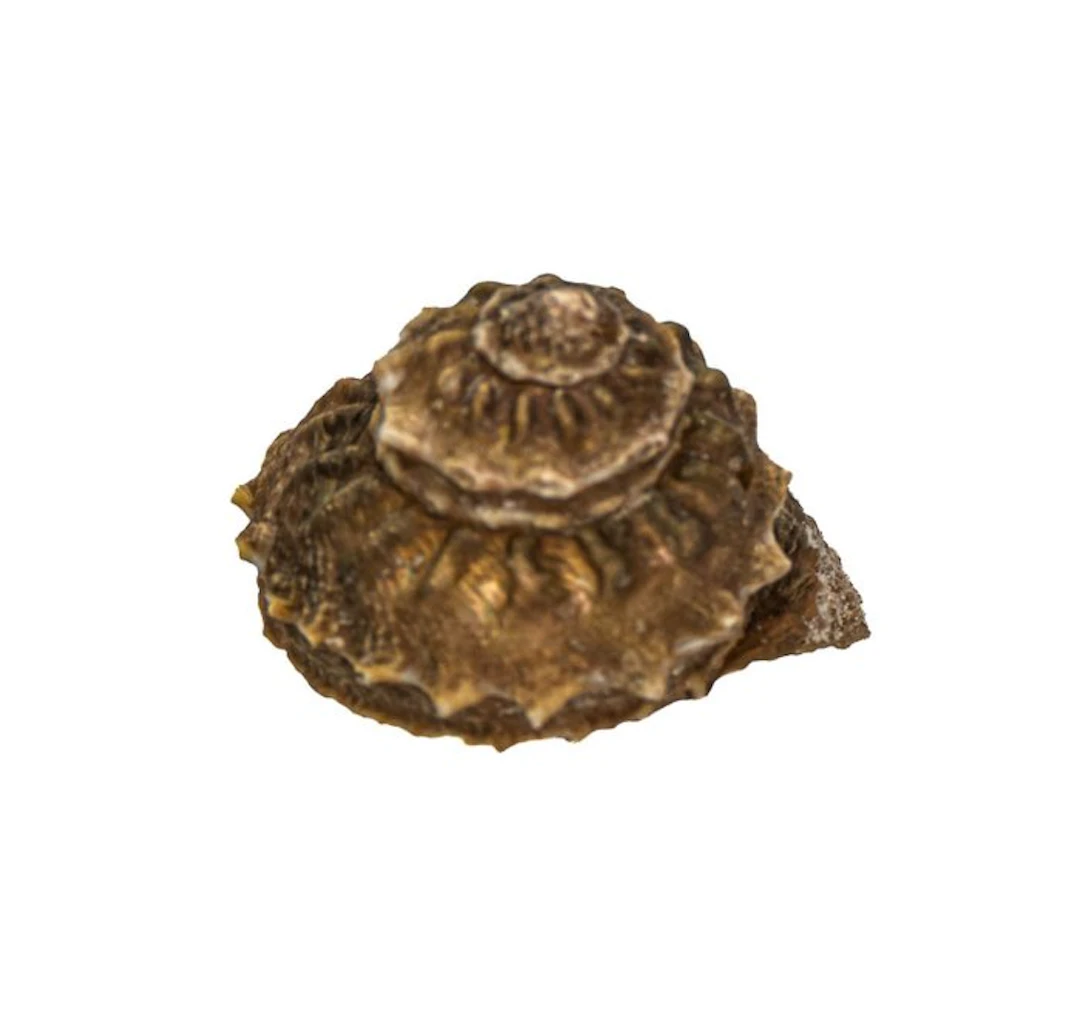 Rare stone snail (Bolma rugosa) with operculum – 48 mm...