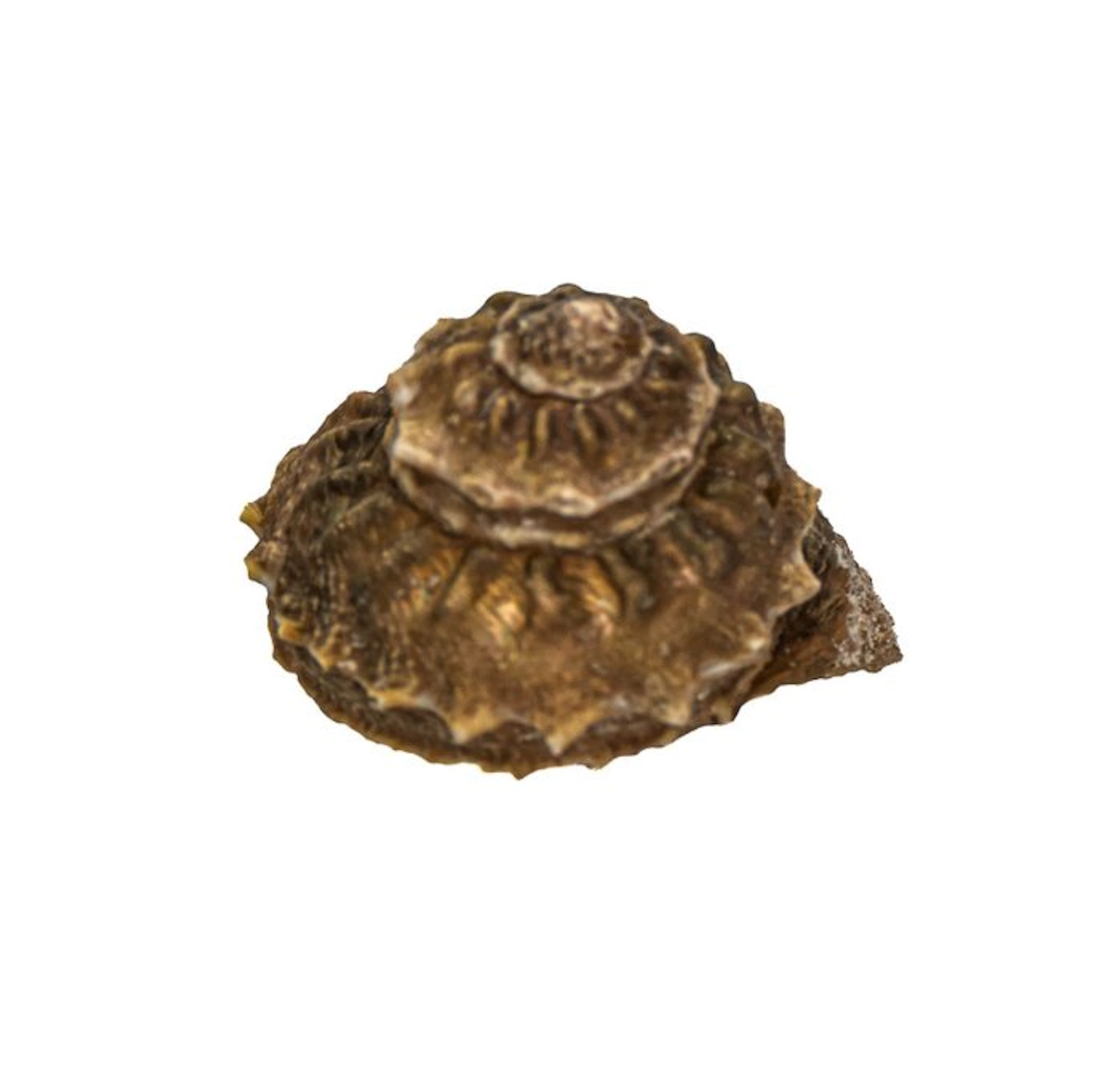 Rare stone snail (Bolma rugosa) with operculum – 48 mm...