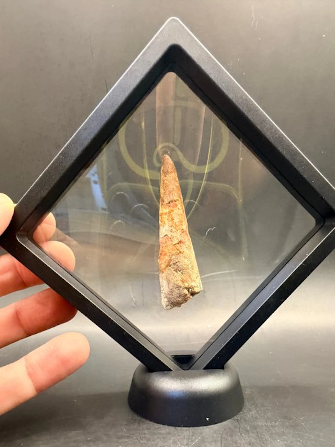 Dinosaur - Fossil tooth - Spinosaurus aegyptiacus - 6.9 cm (No reserve price)