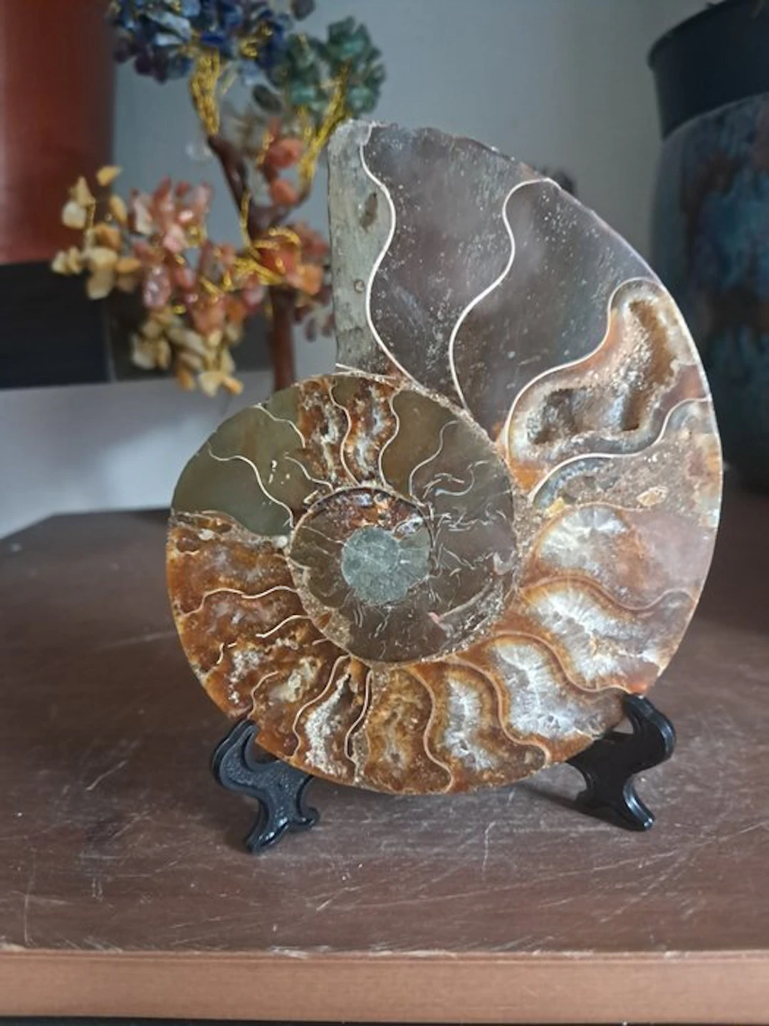 Ammonite - Fossilised animal - cleoniceras - 11 cm - 8.5 cm (No reserve price)
