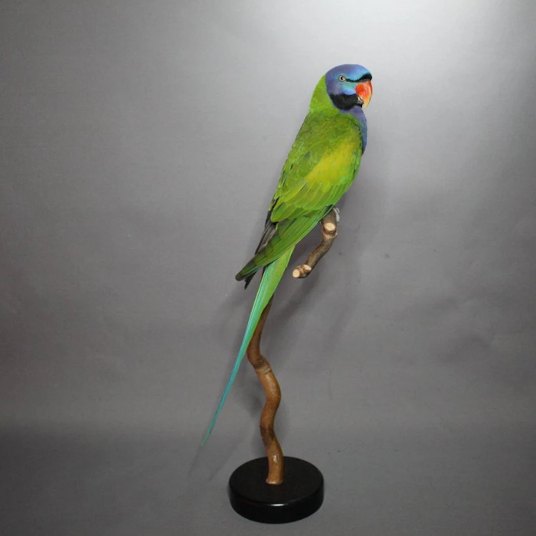 China's parakeet Taxidermy full body mount - Psittacula...