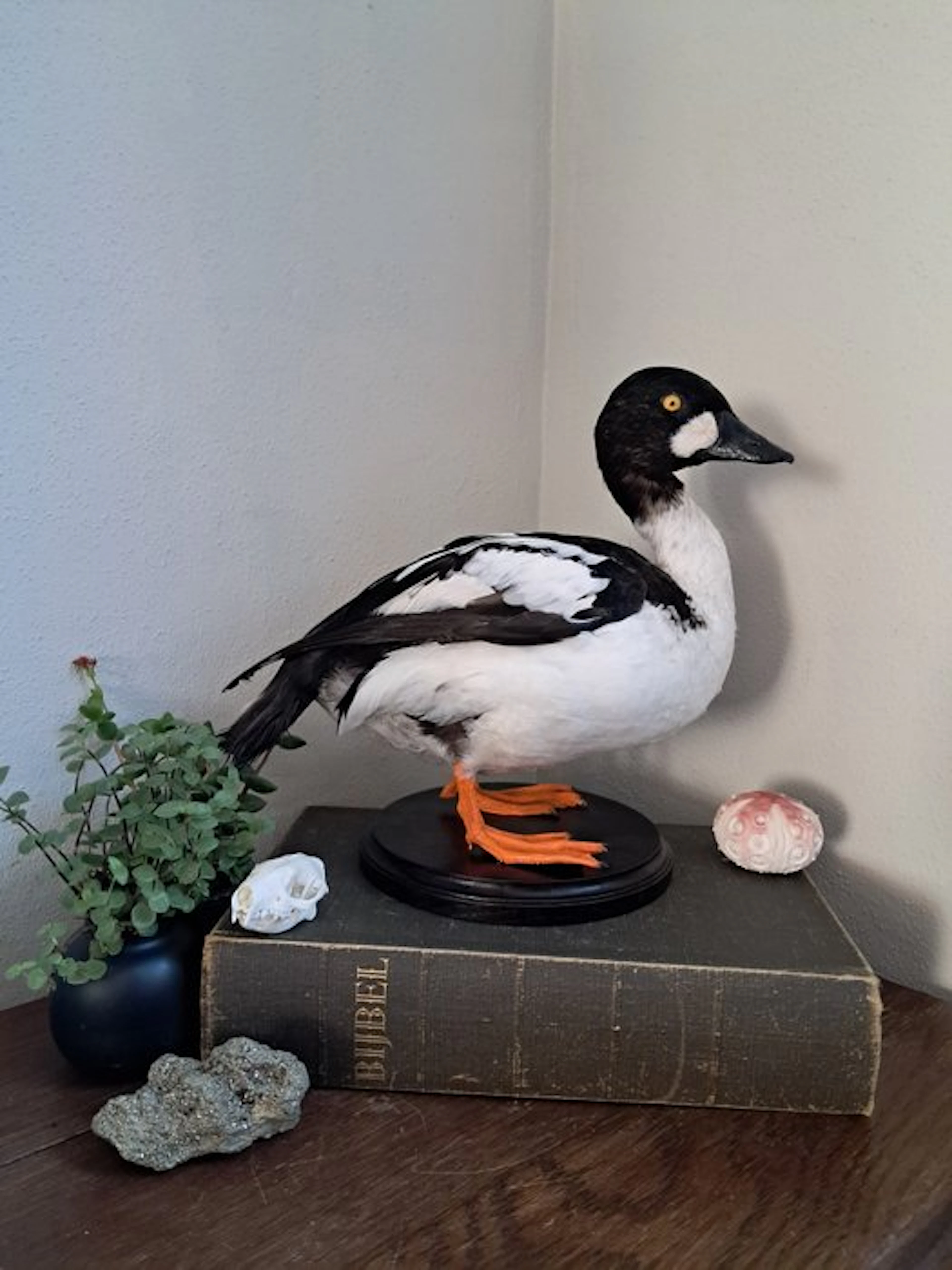 Brilduiker duck Taxidermy full body mount - Bucephala...