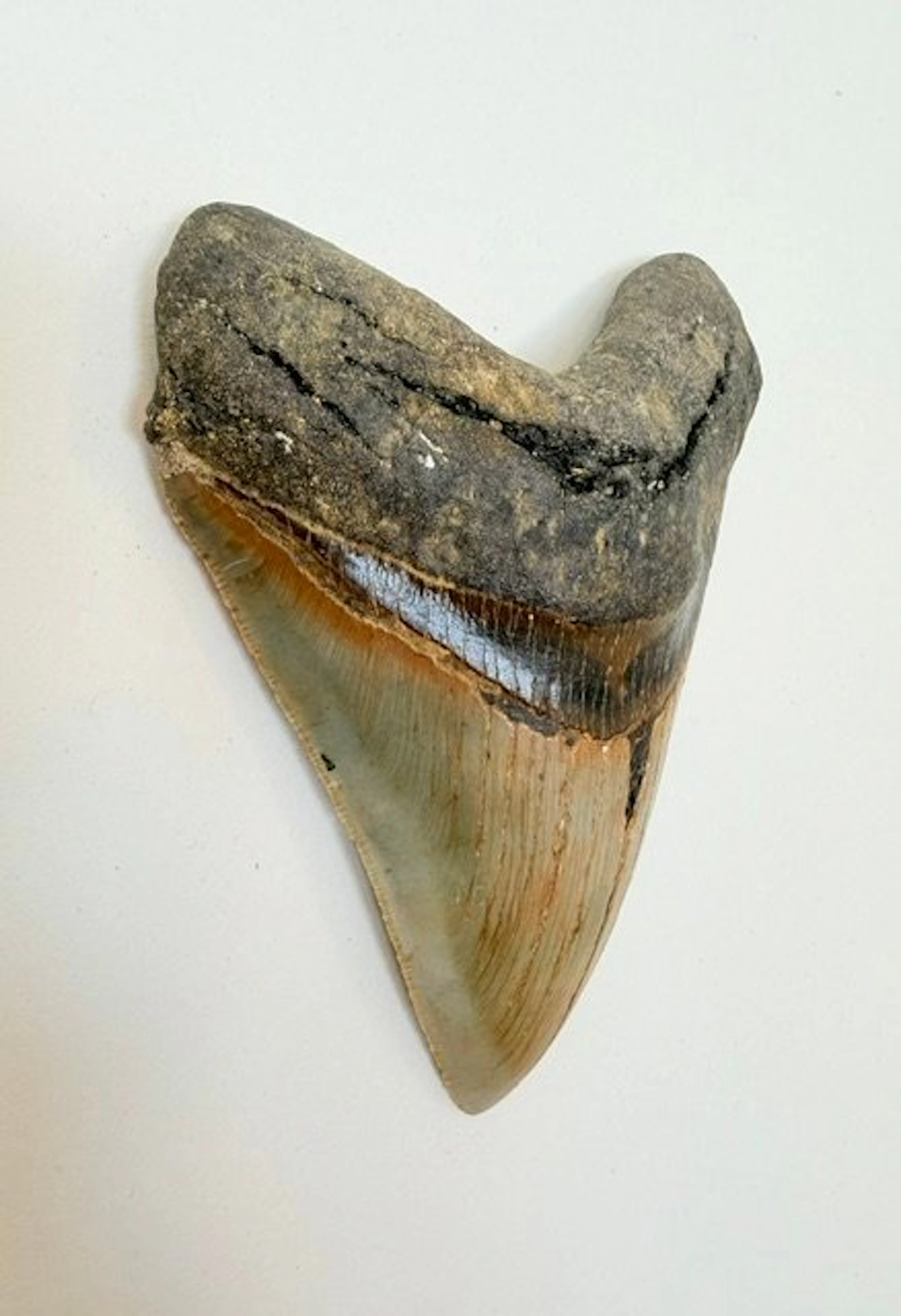 Megalodon - Fossil tooth - 133 mm - 100 mm