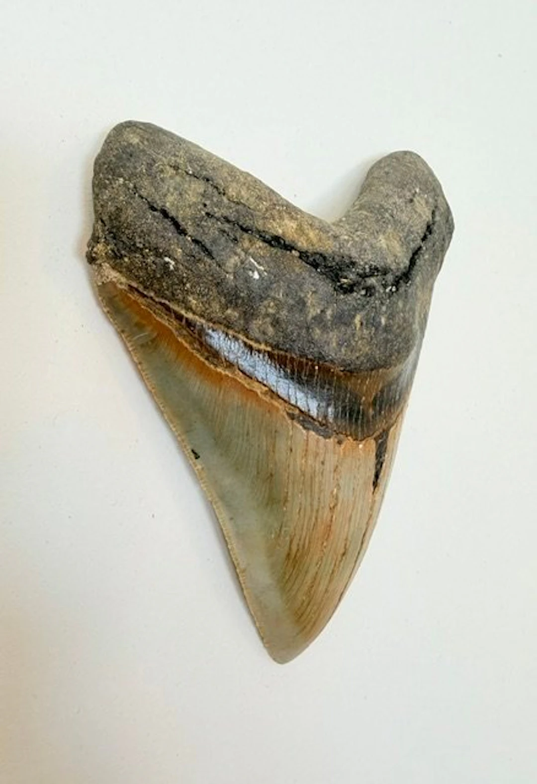 Megalodon - Fossil tooth - 133 mm - 100 mm