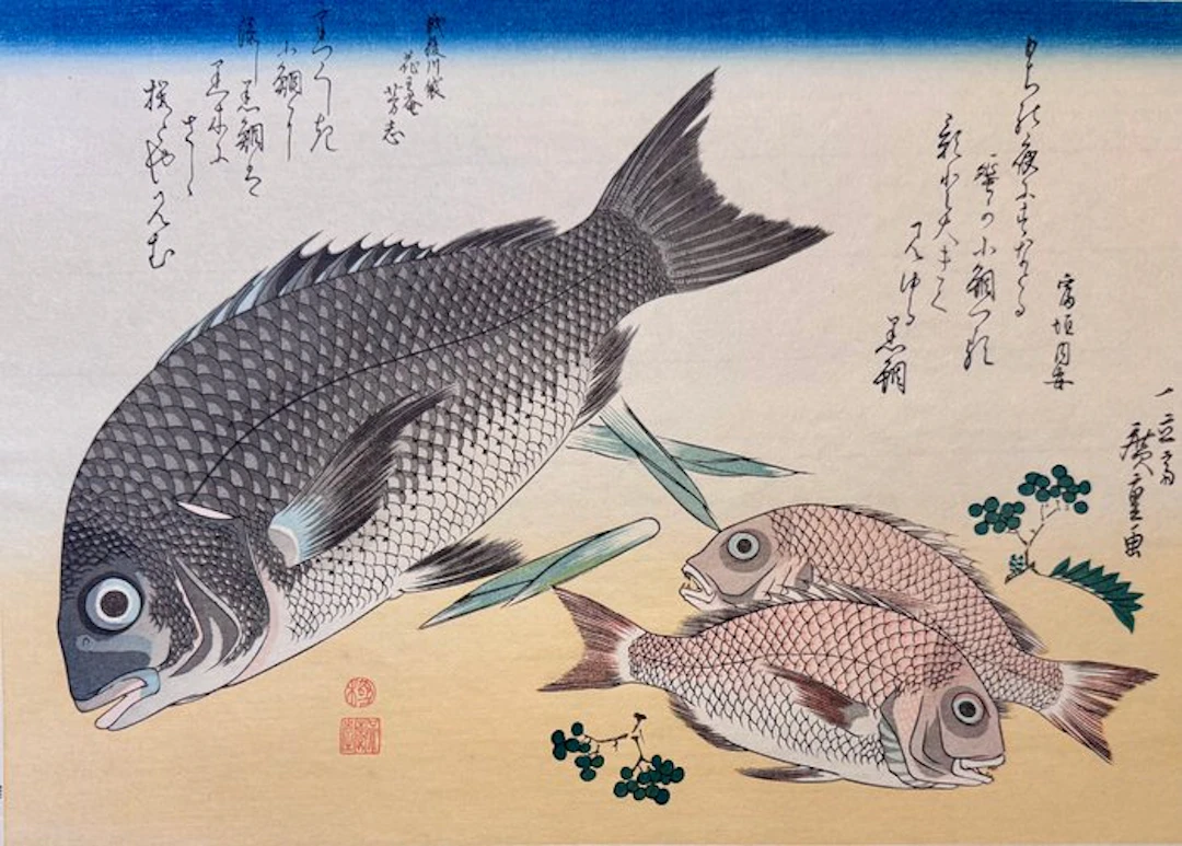 Black Seabream (Kurodai)