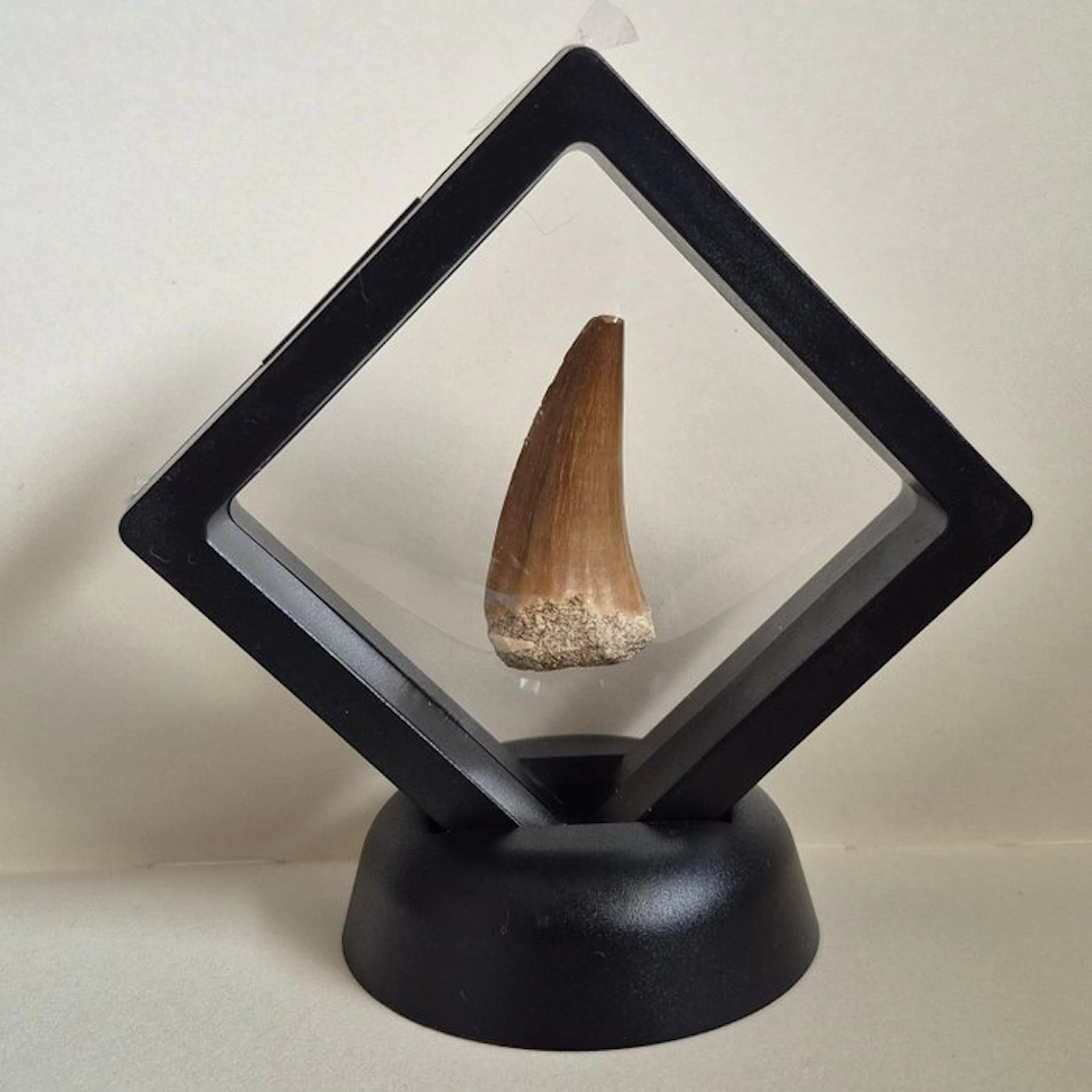 Mosasaur - Fossil tooth - 4.5 cm - 2 cm (No reserve price)