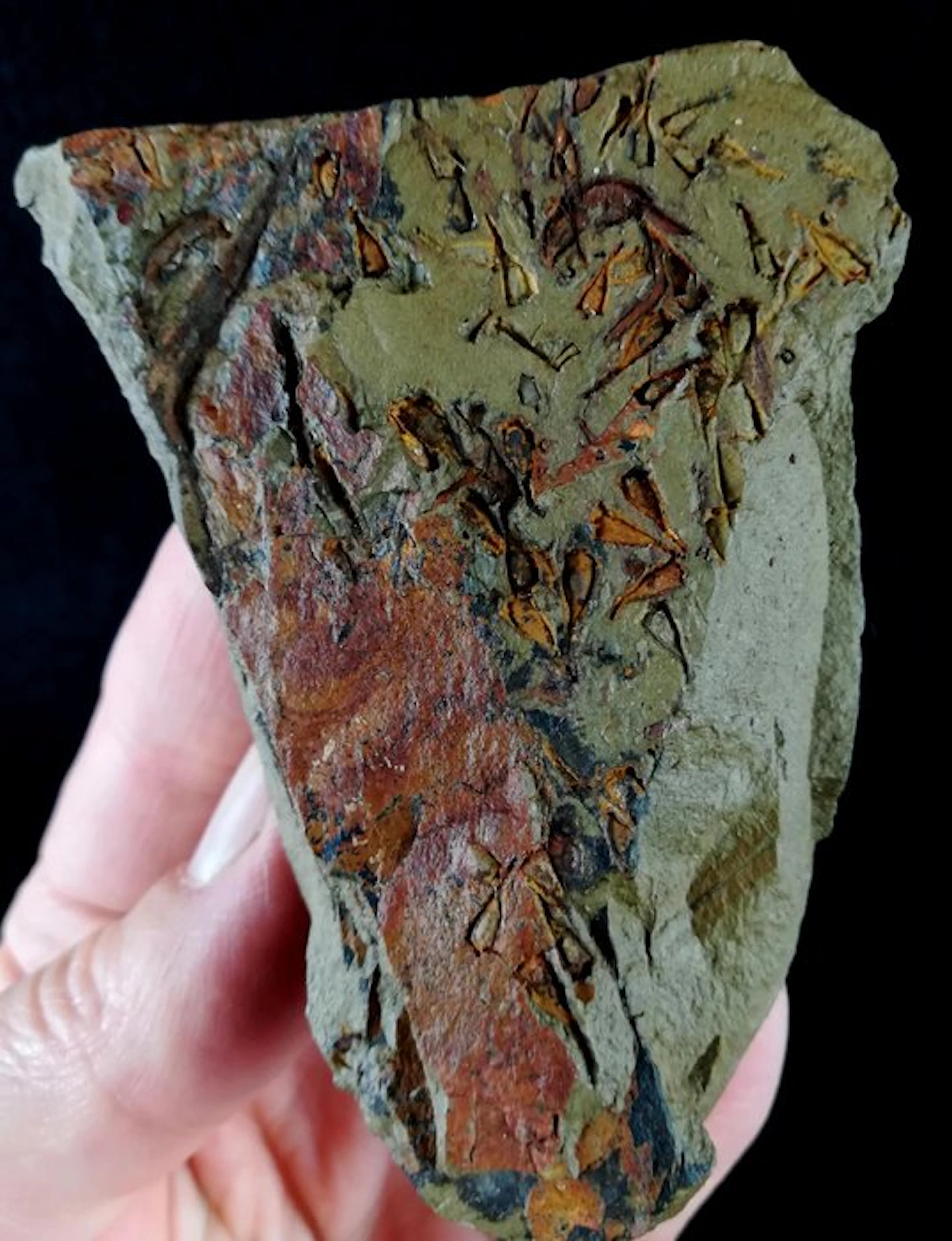Primitive enigmatic echinoderm!!! - Eocrinoidea...